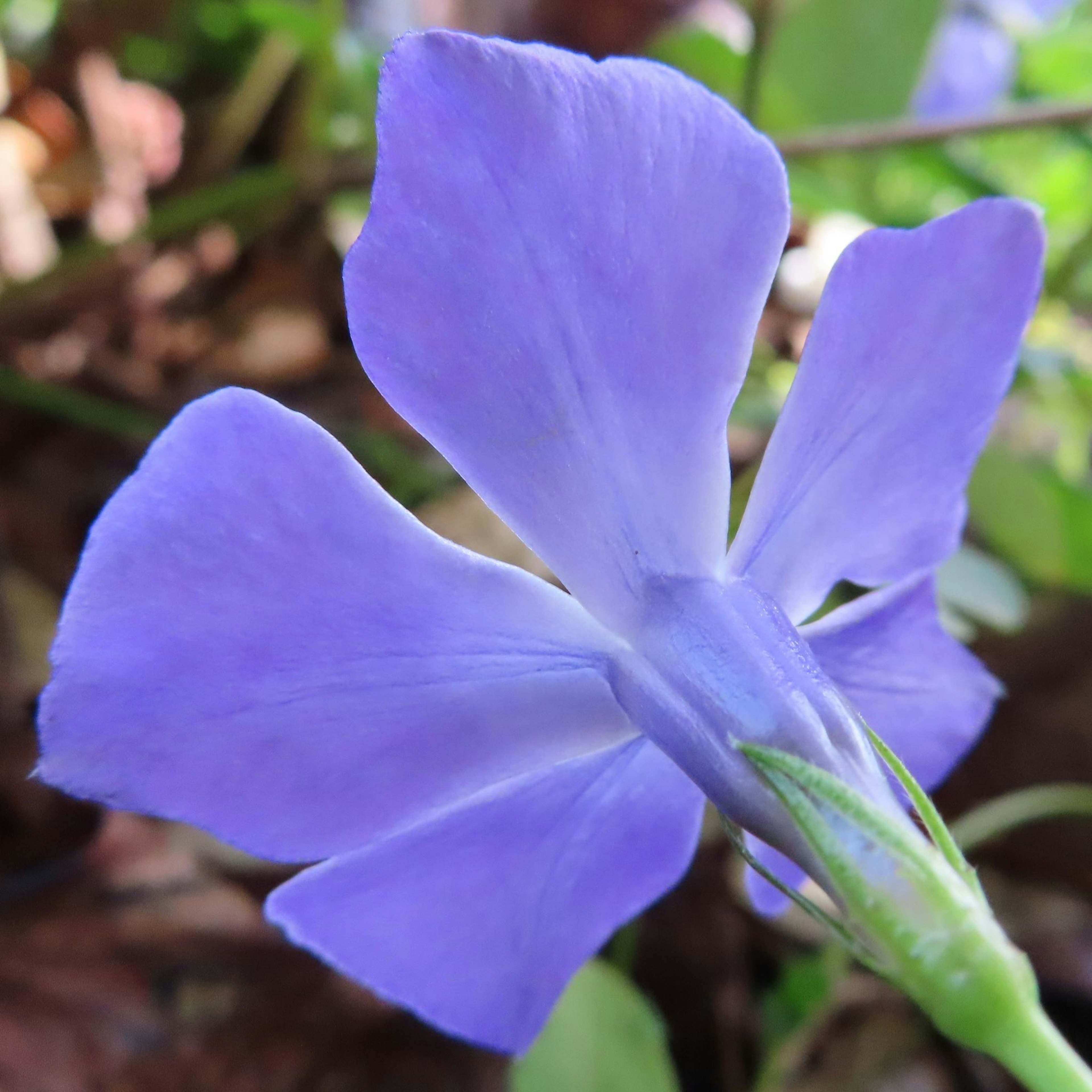 Primo piano di una pianta con bellissimi petali viola