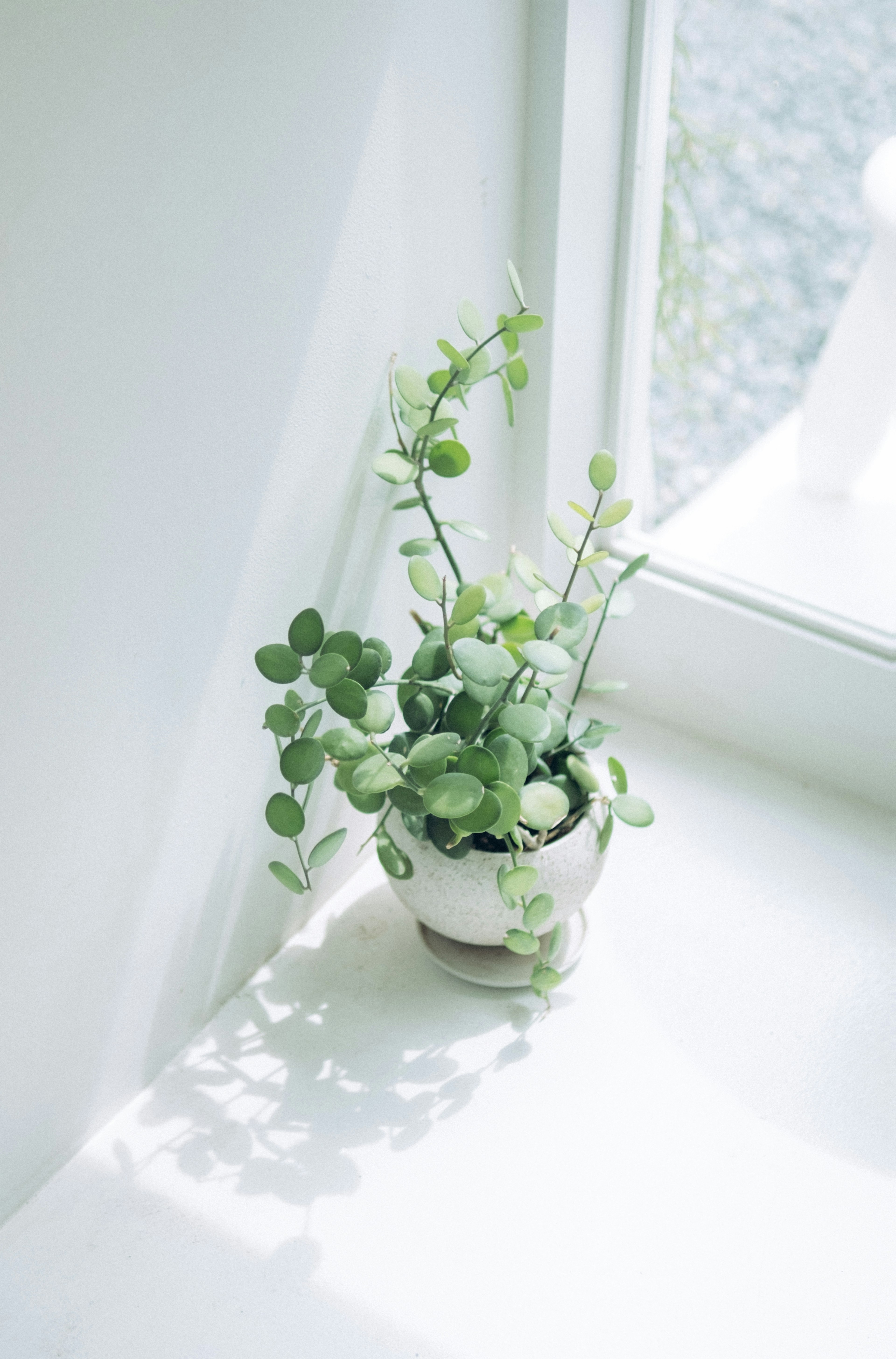 Planta verde en maceta en un alféizar blanco