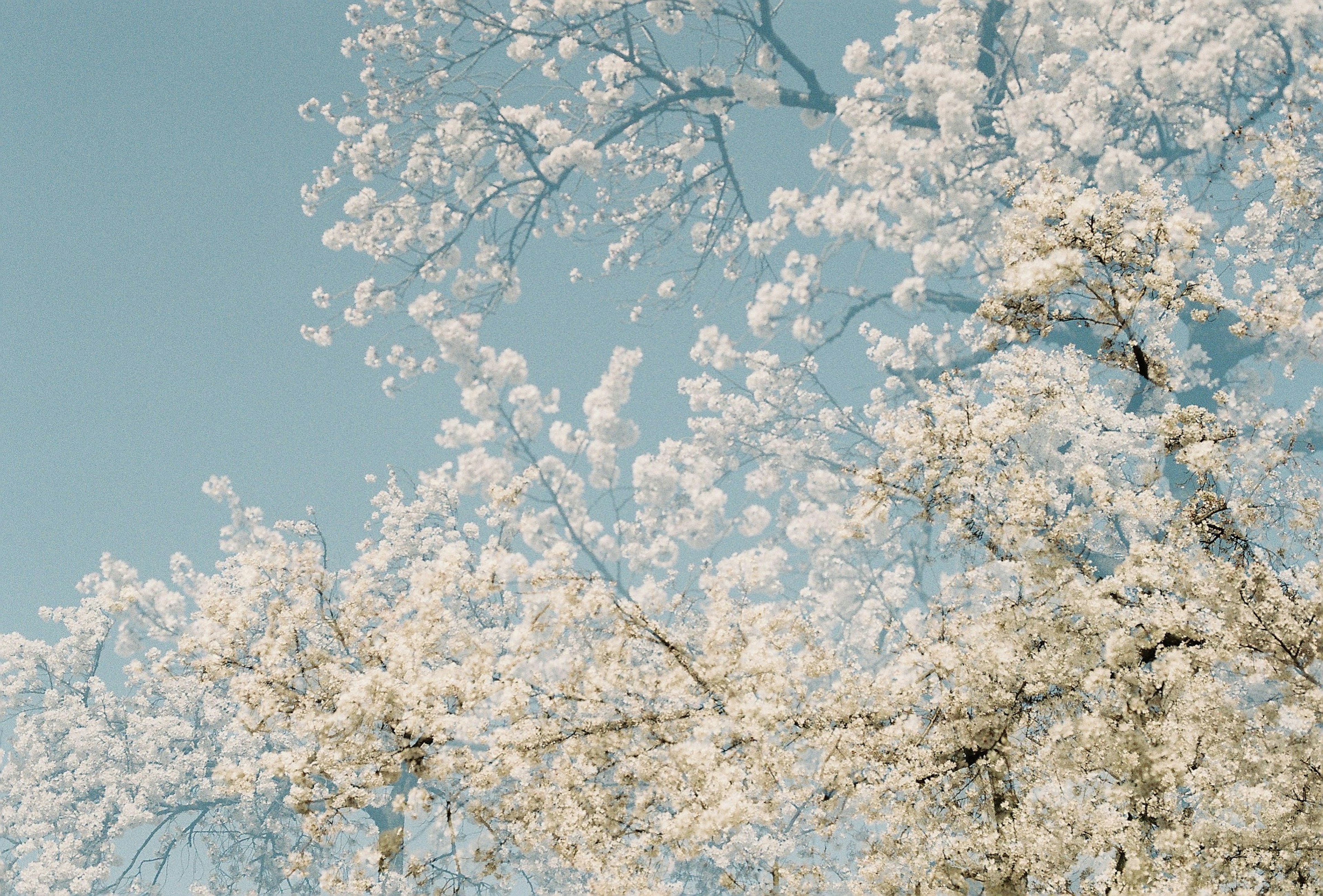 青空を背景に咲く白い桜の花のクローズアップ