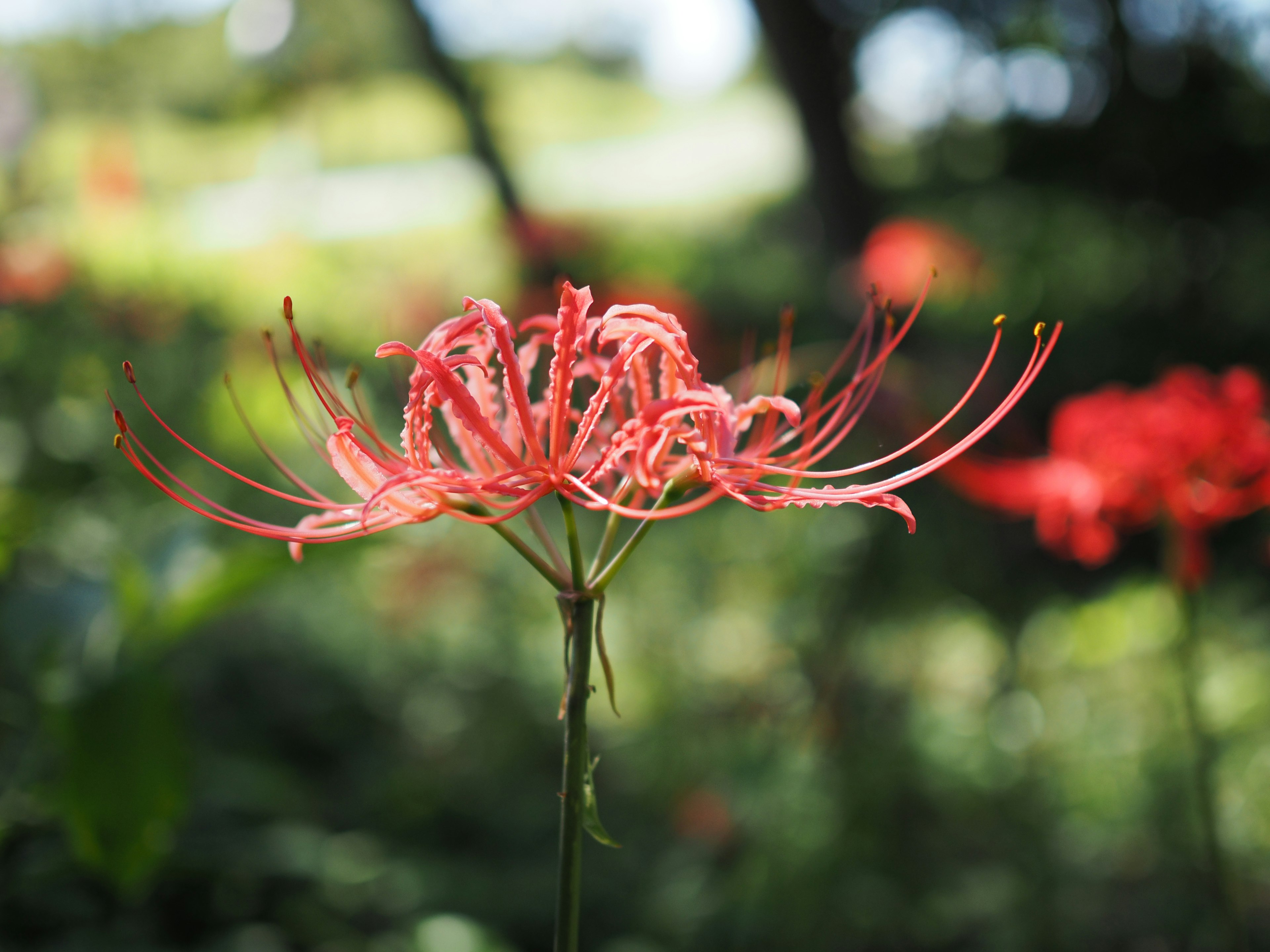 A vibrant red spider lily in full bloom with a blurred green background