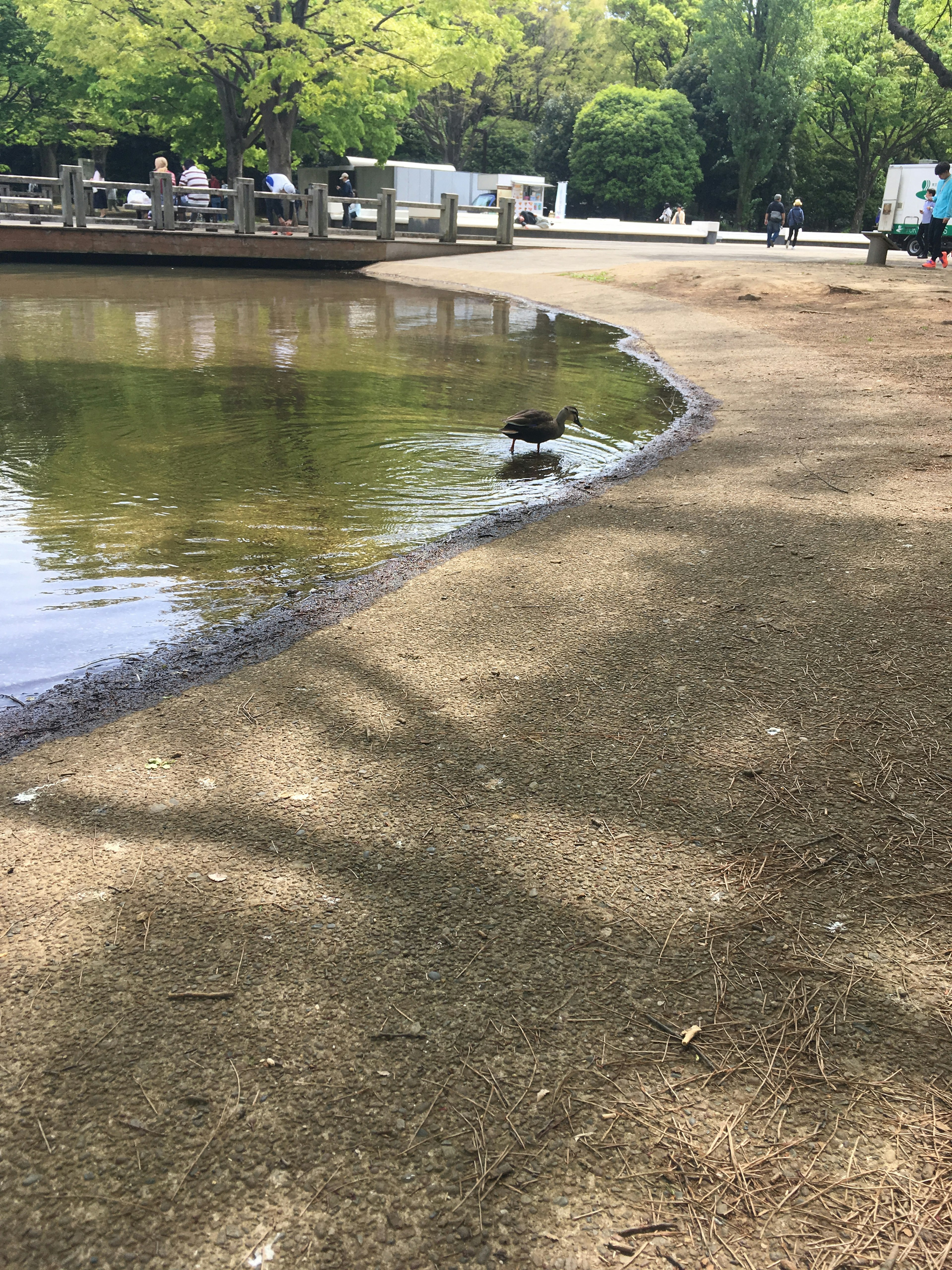 Turtle by the edge of a park pond