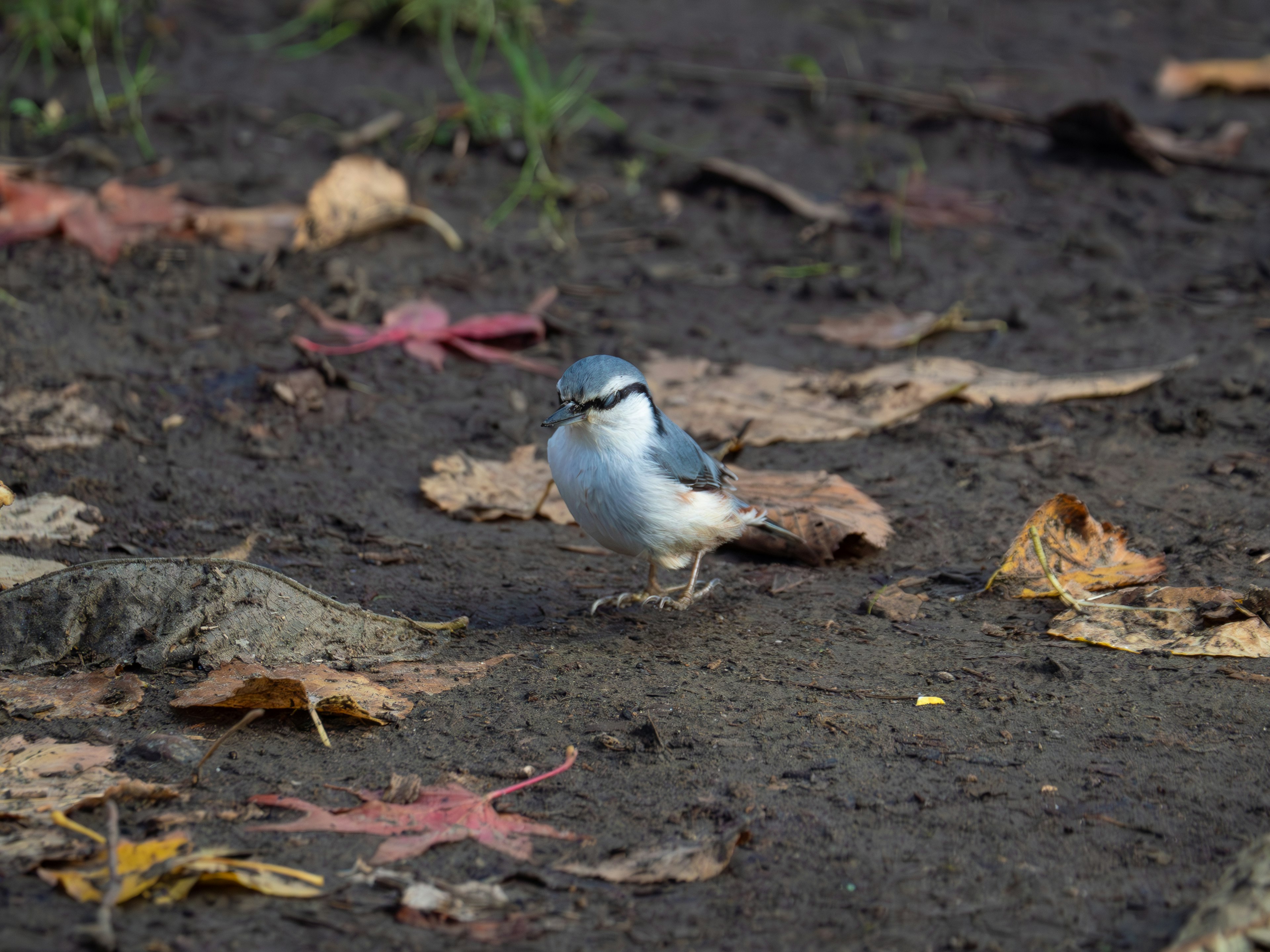 Seekor burung biru berdiri di atas daun yang jatuh