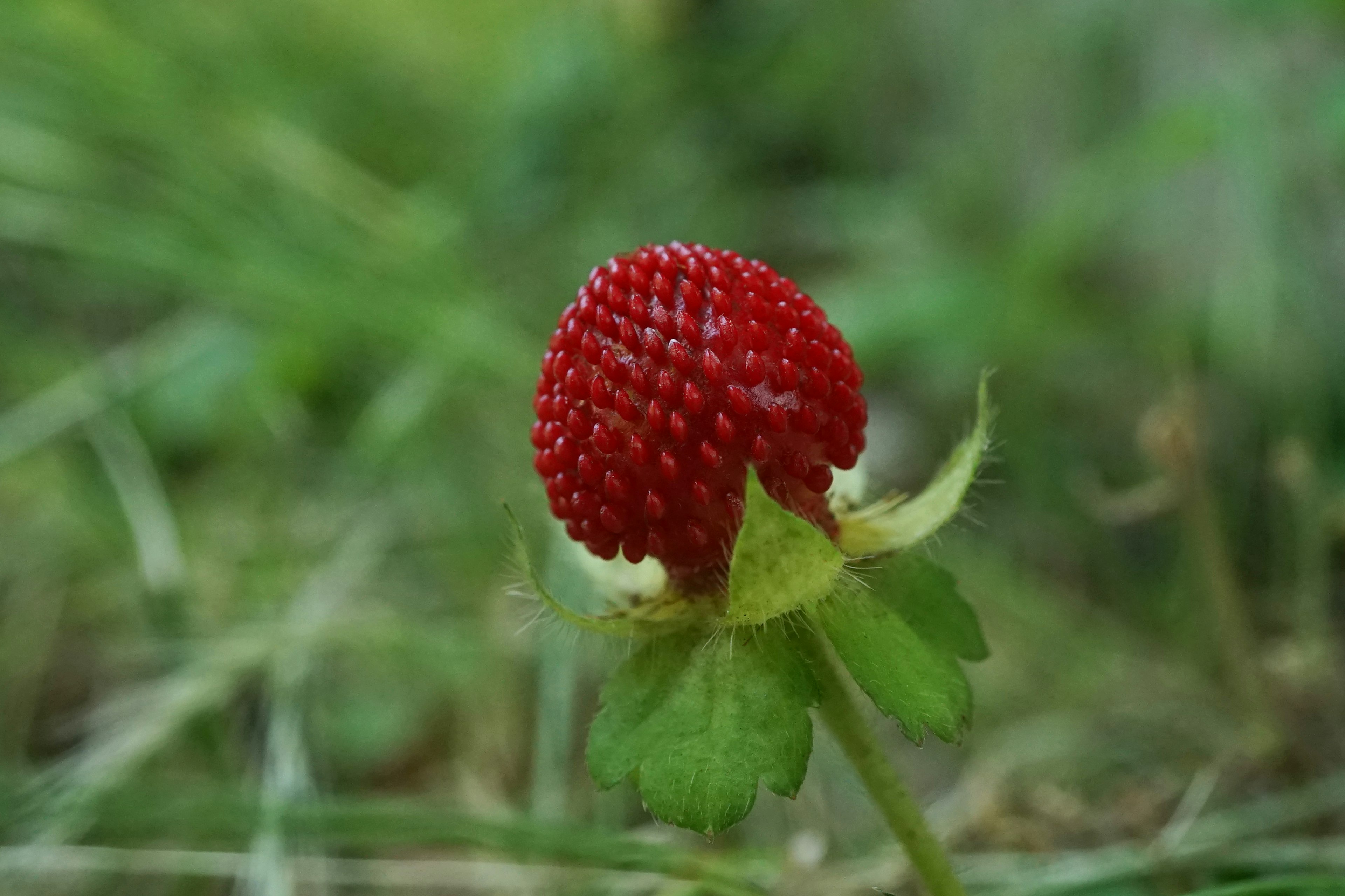 Un fruto de fresa roja rodeado de hojas verdes