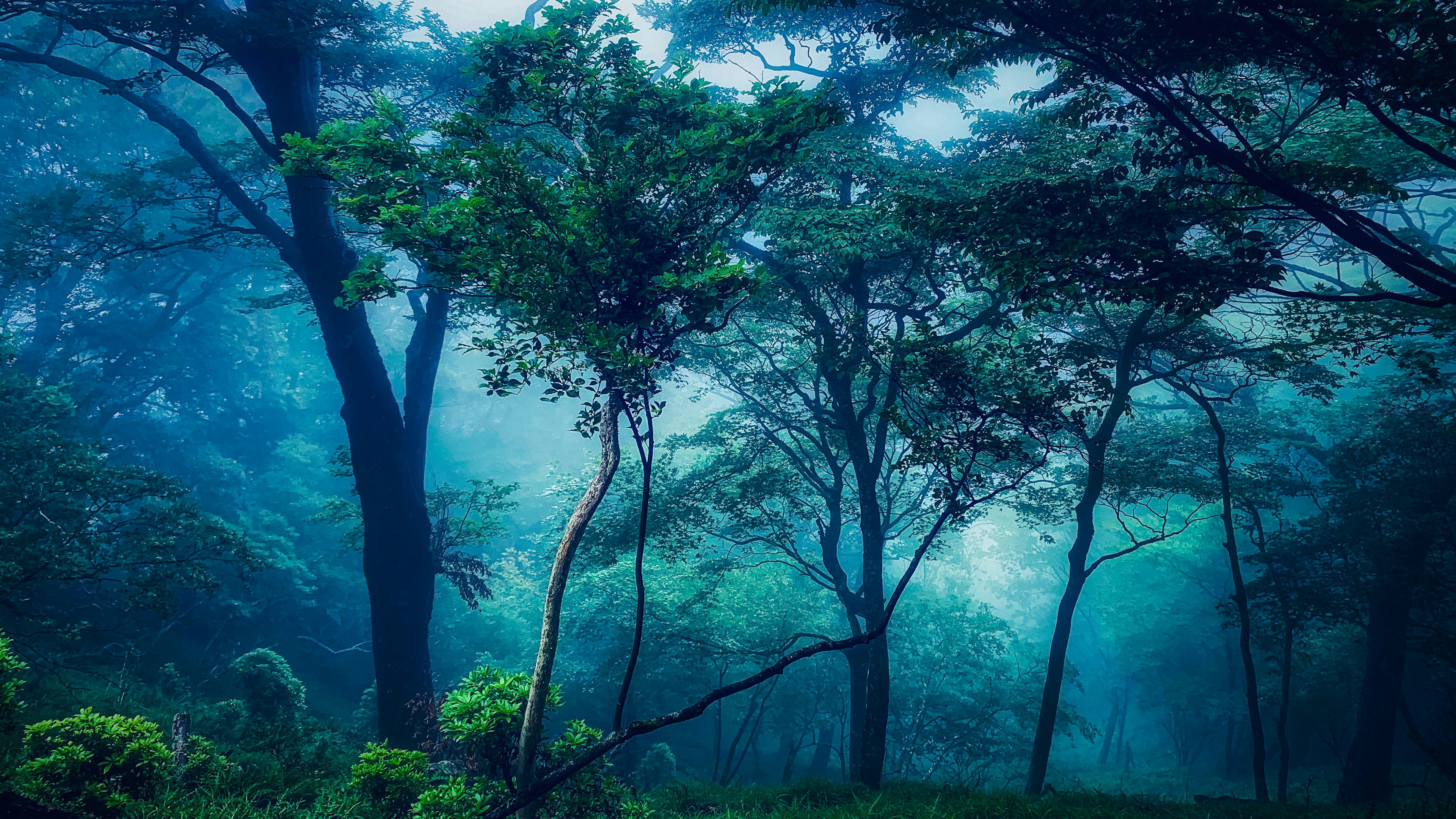 Pemandangan hutan subur dengan kabut dan pepohonan