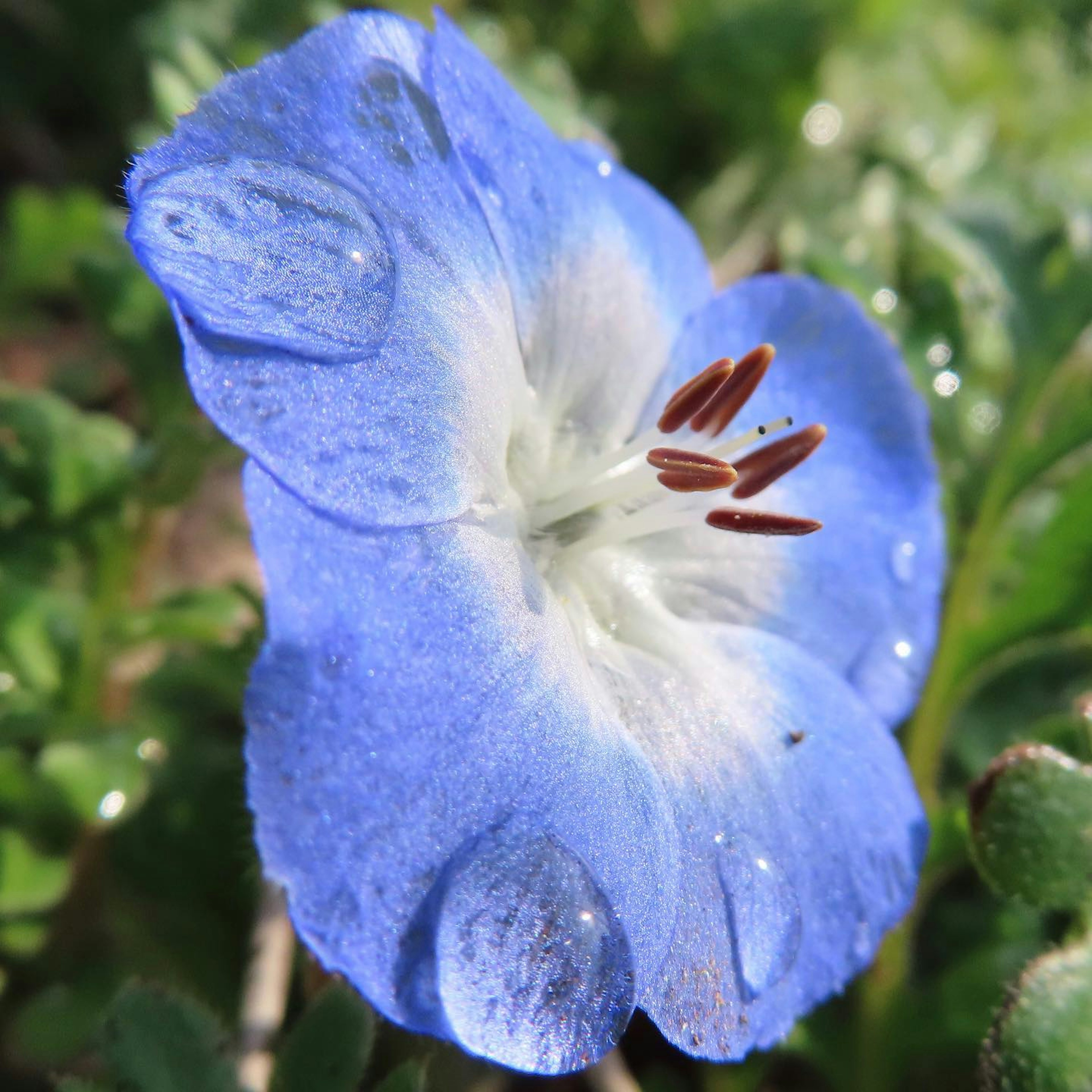 Primo piano di un fiore blu con gocce d'acqua