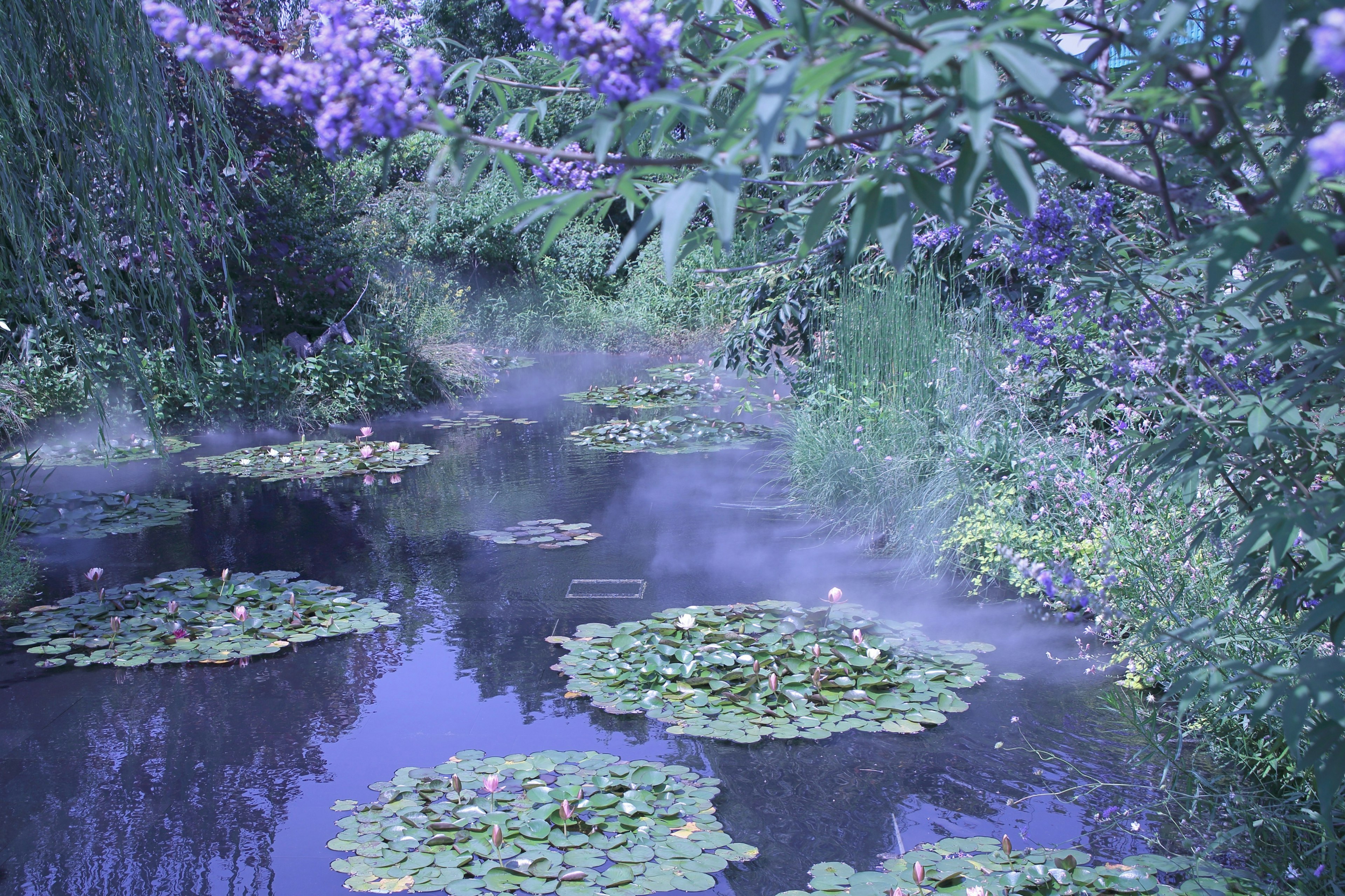 Superficie d'acqua bellissima con ninfee e fiori viola circostanti