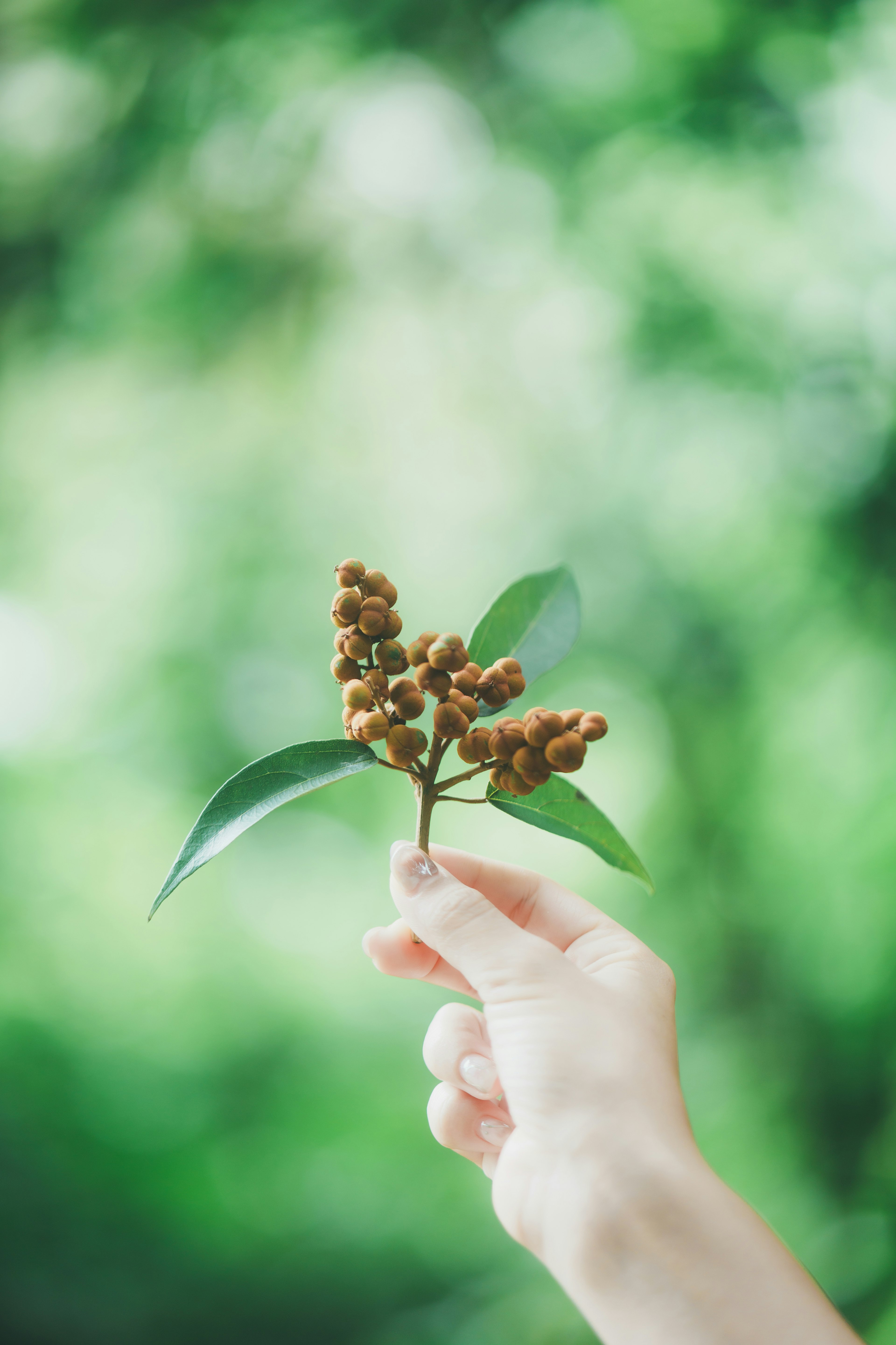 緑の背景の中で手に持たれた茶色の実がついた小枝