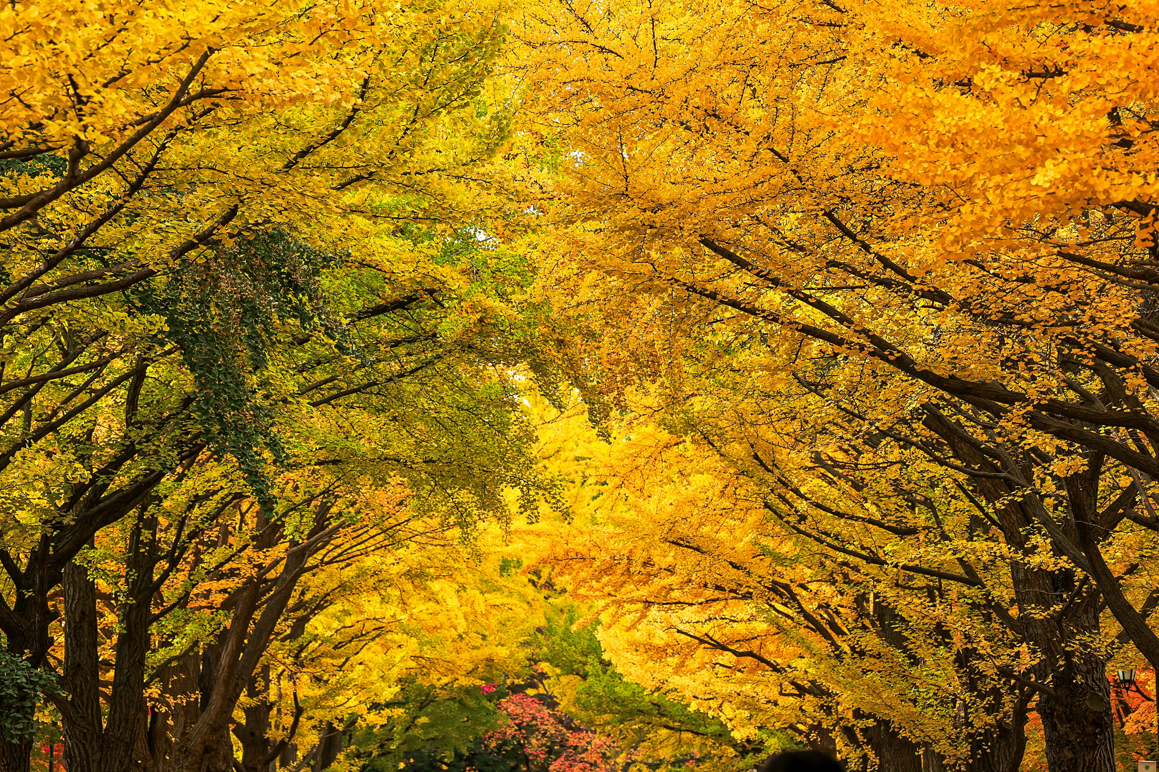 Tree-lined path enveloped in autumn foliage featuring vibrant yellow and green leaves