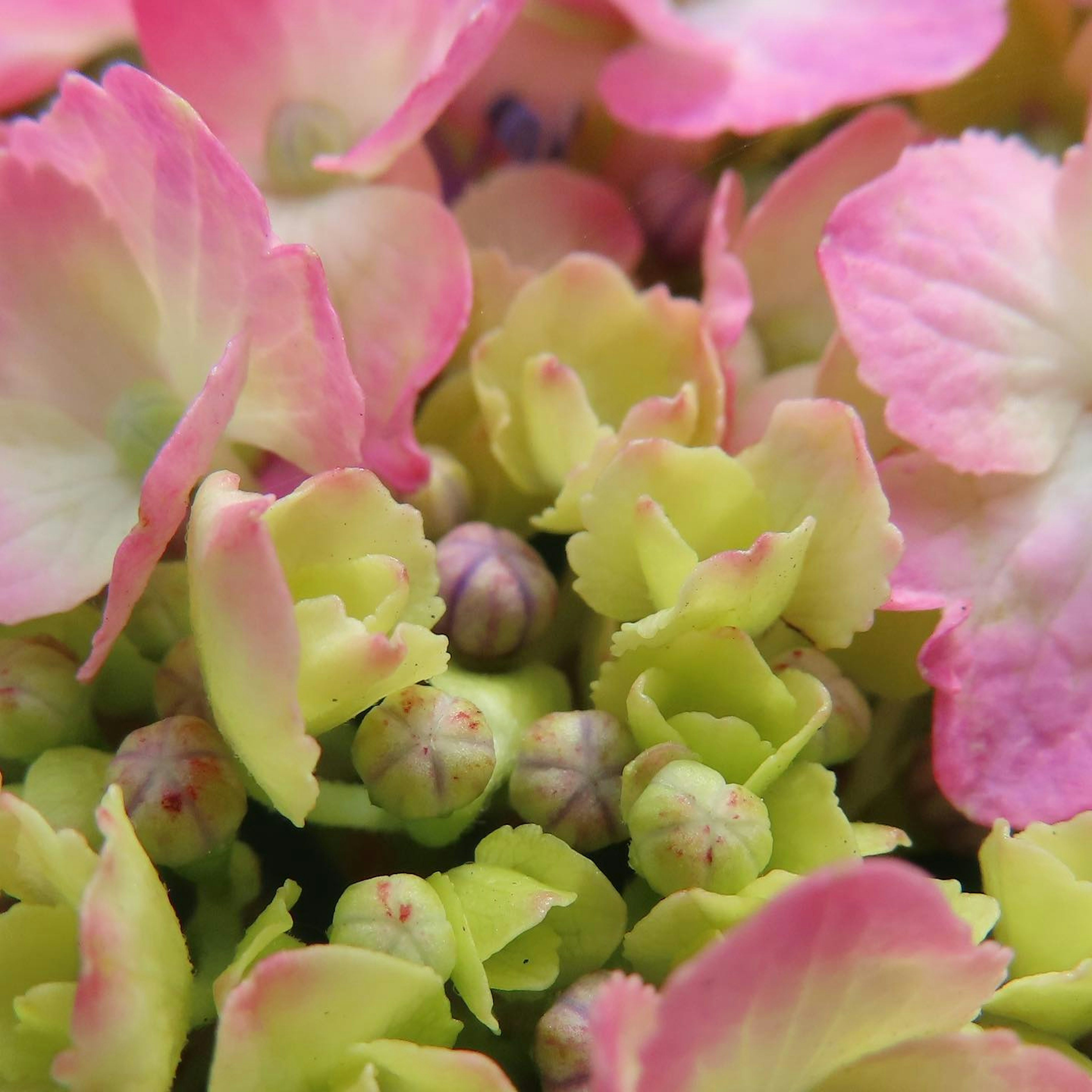 Gros plan de fleurs roses pâles et vertes