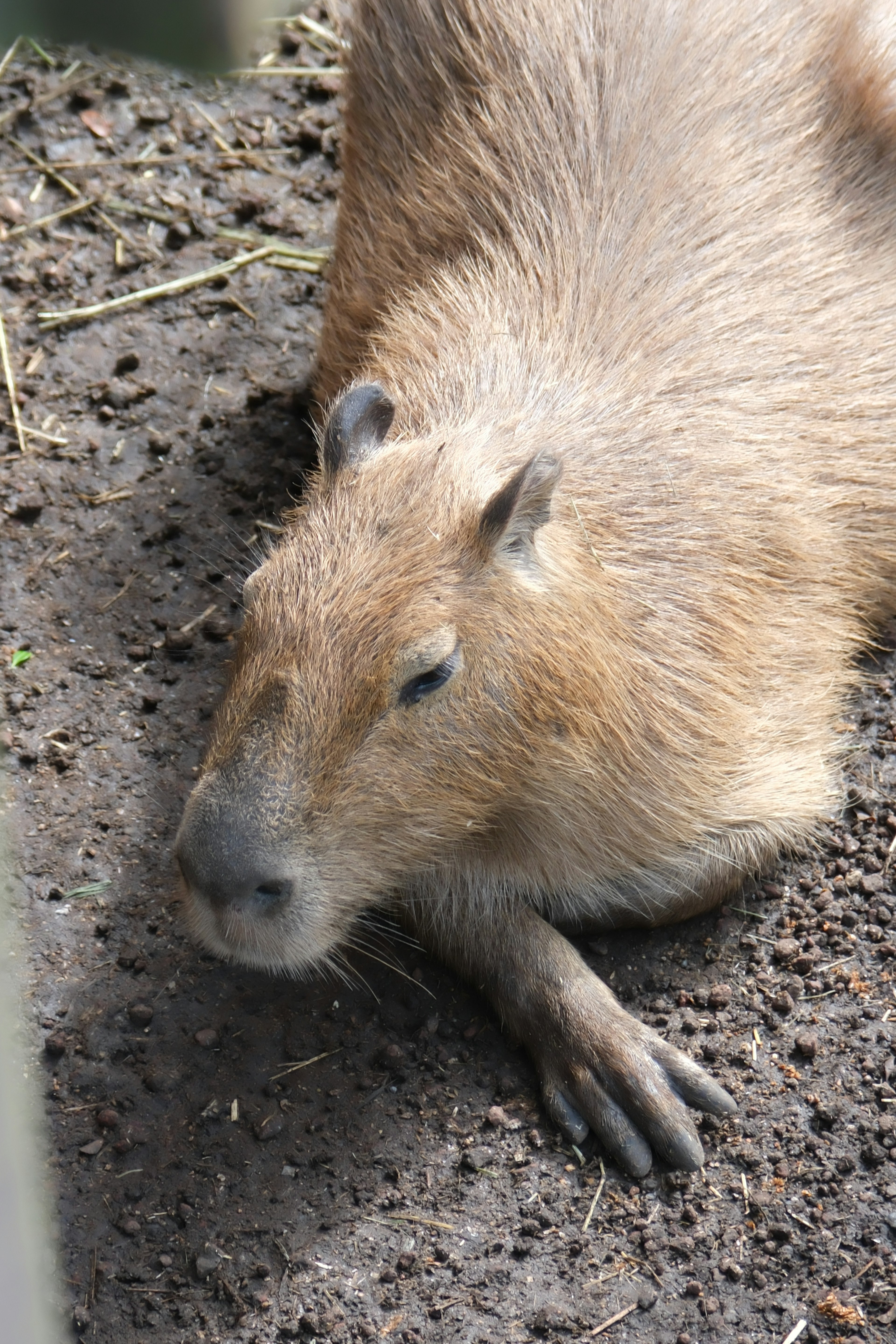 カピバラが土の上でくつろいでいる様子