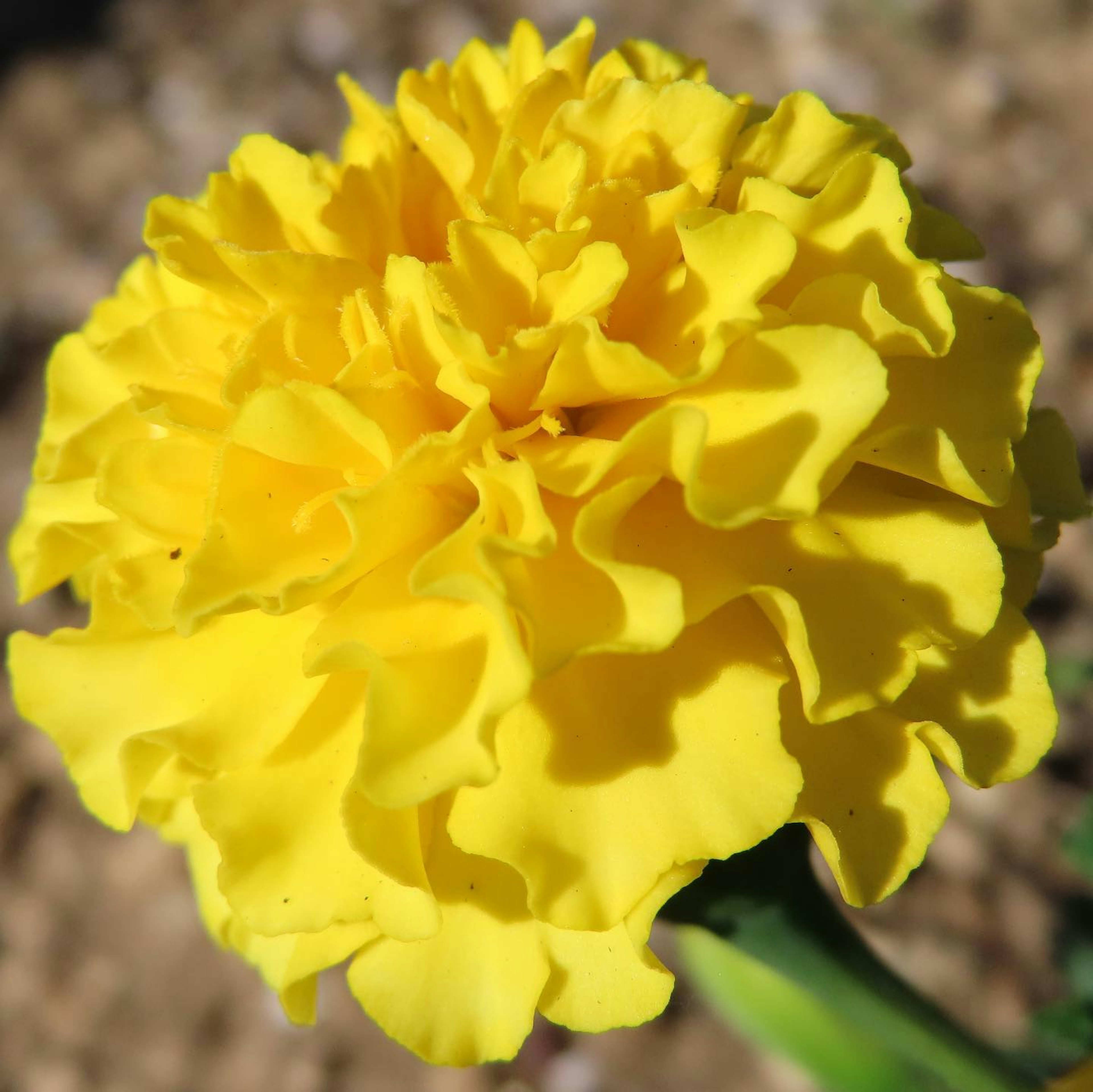 Close-up of a vibrant yellow marigold flower