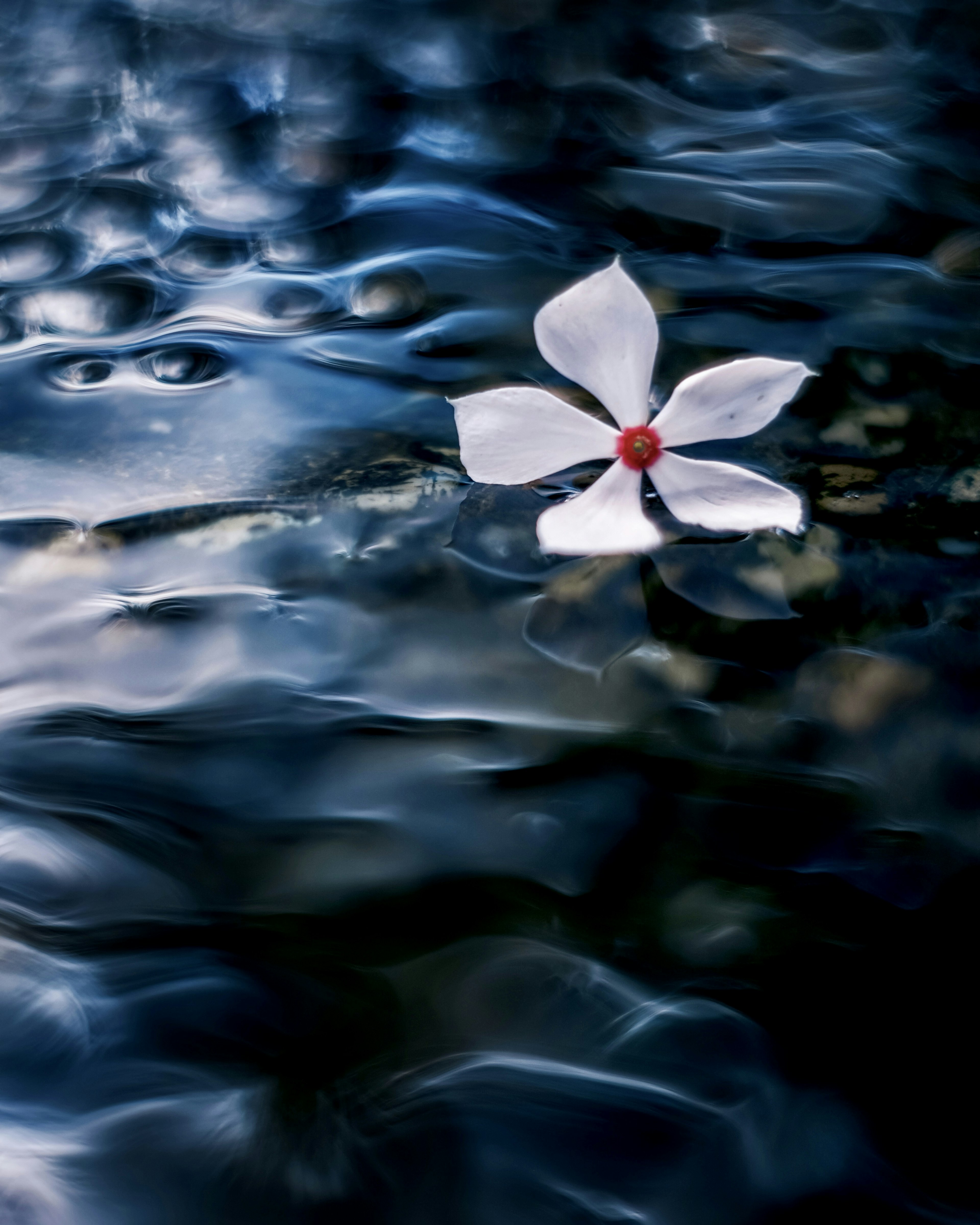 Weiße Blume mit rotem Zentrum, die auf einer blauen Wasseroberfläche schwimmt