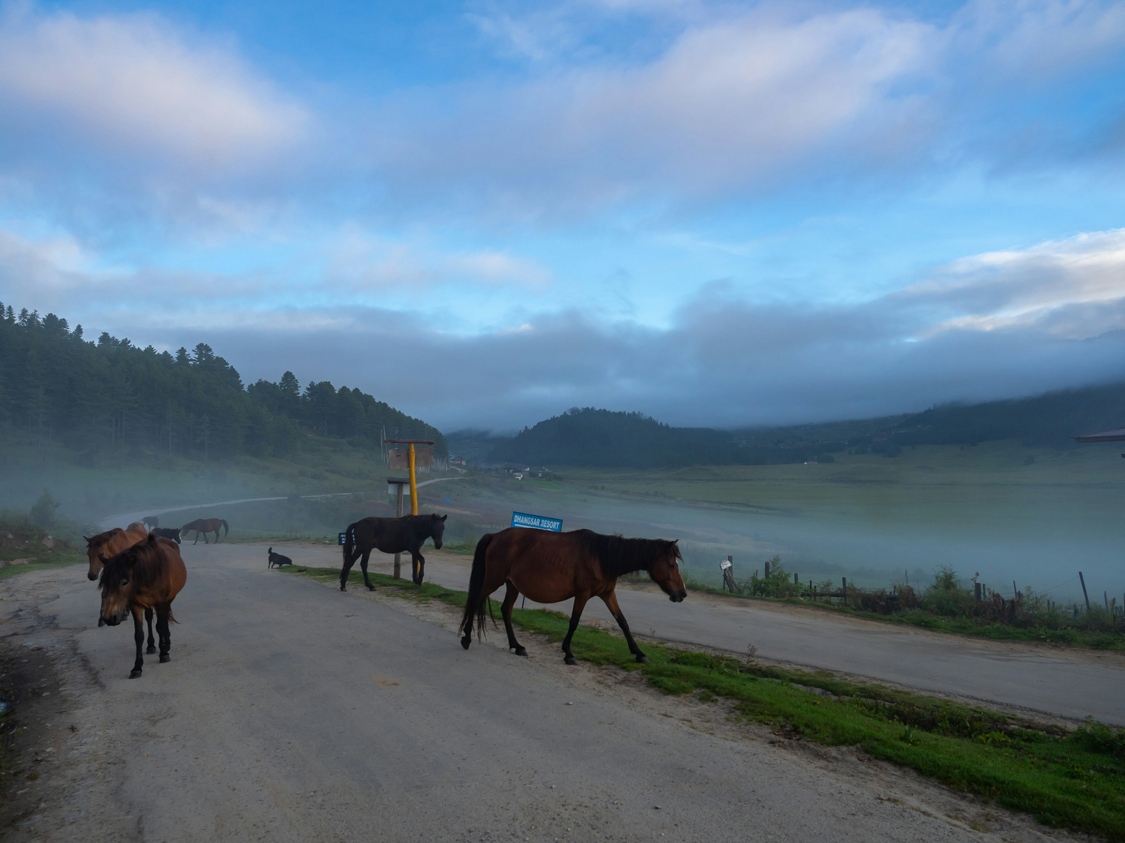 Horses walking in fog with a blue sky backdrop