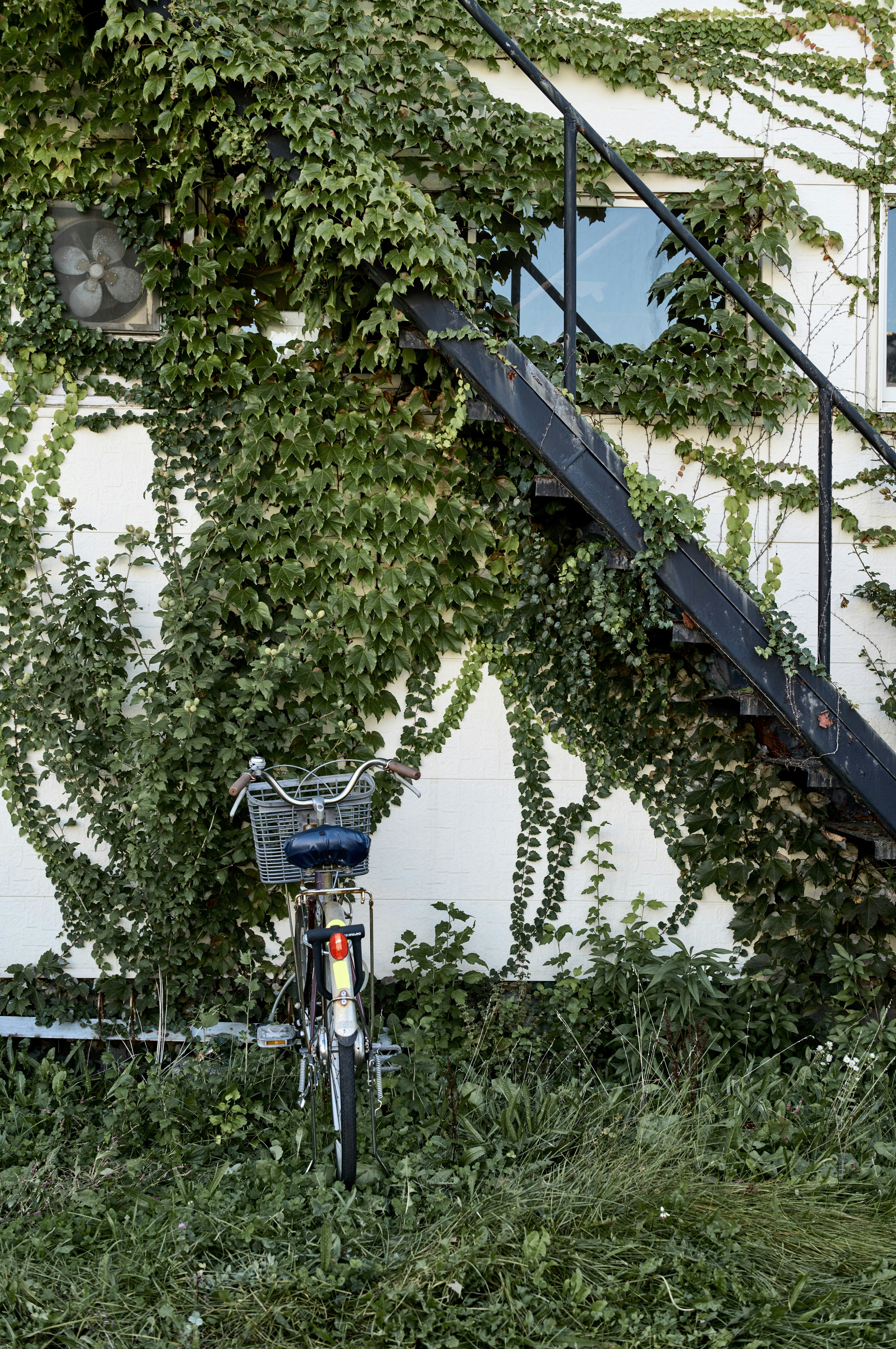 Fahrrad neben einer weißen Wand, die mit grünen Ranken und einer Treppe bedeckt ist