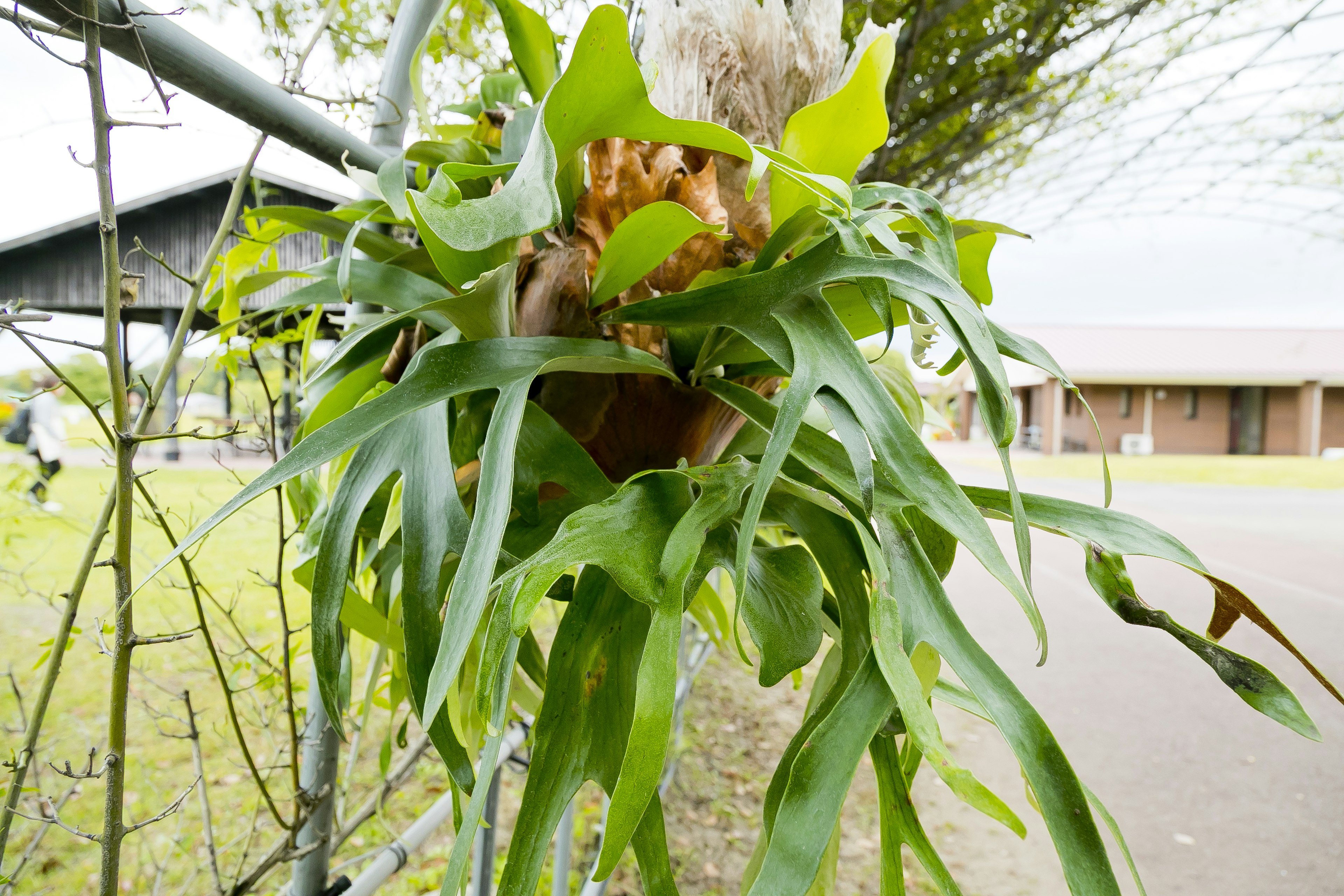 附在栅栏上的蕨类植物绿色叶子，形状独特