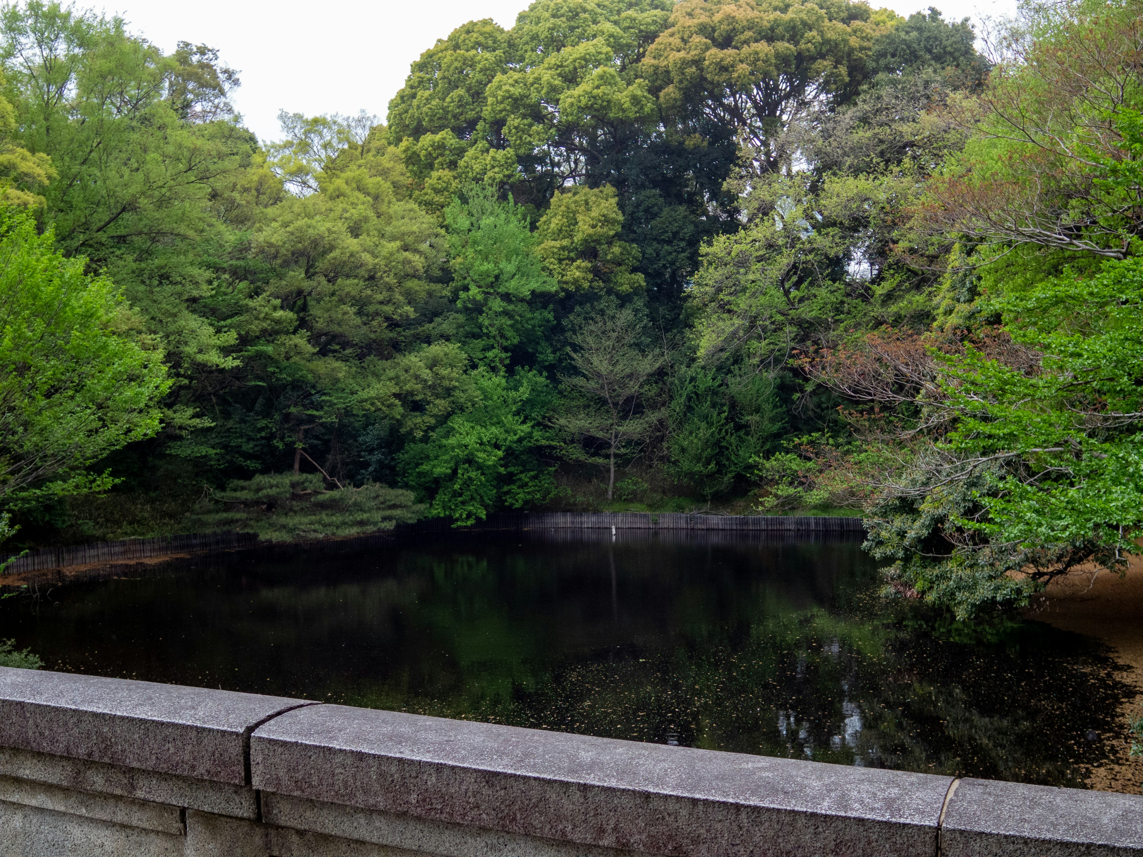 Serene pond surrounded by lush green trees