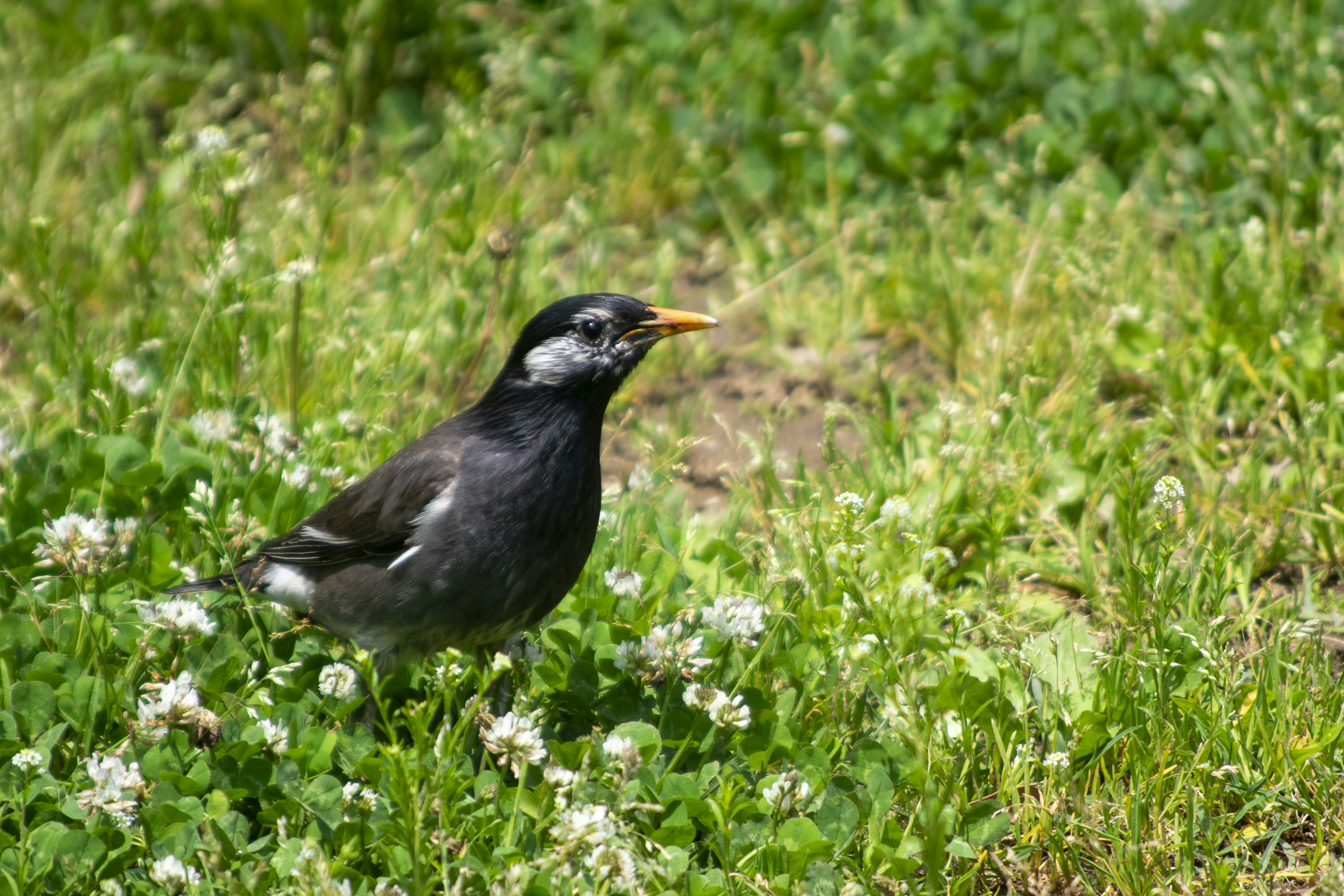 Seekor burung hitam berdiri di atas rumput hijau di antara bunga putih