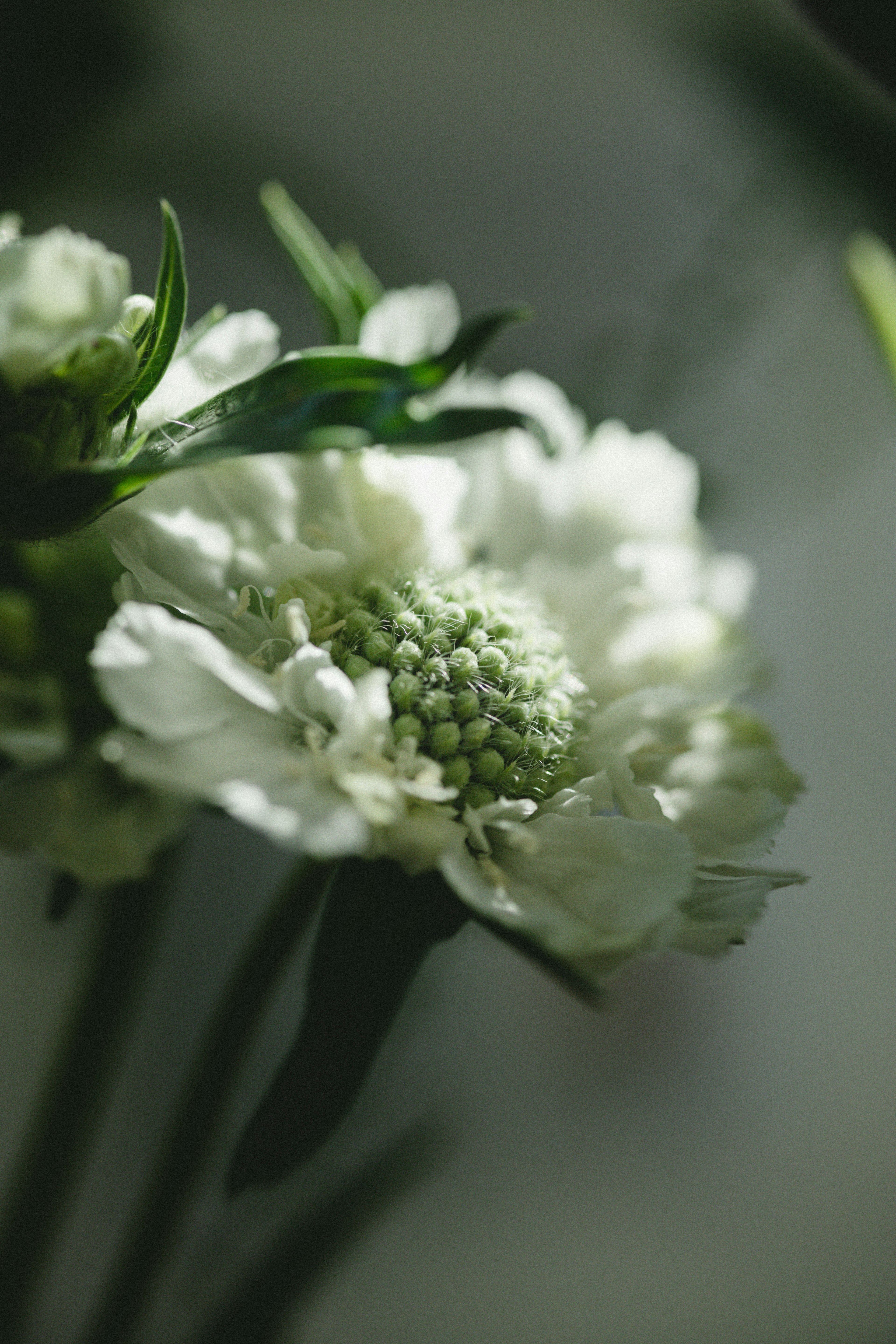 Close-up of a white flower with green leaves softly illuminated