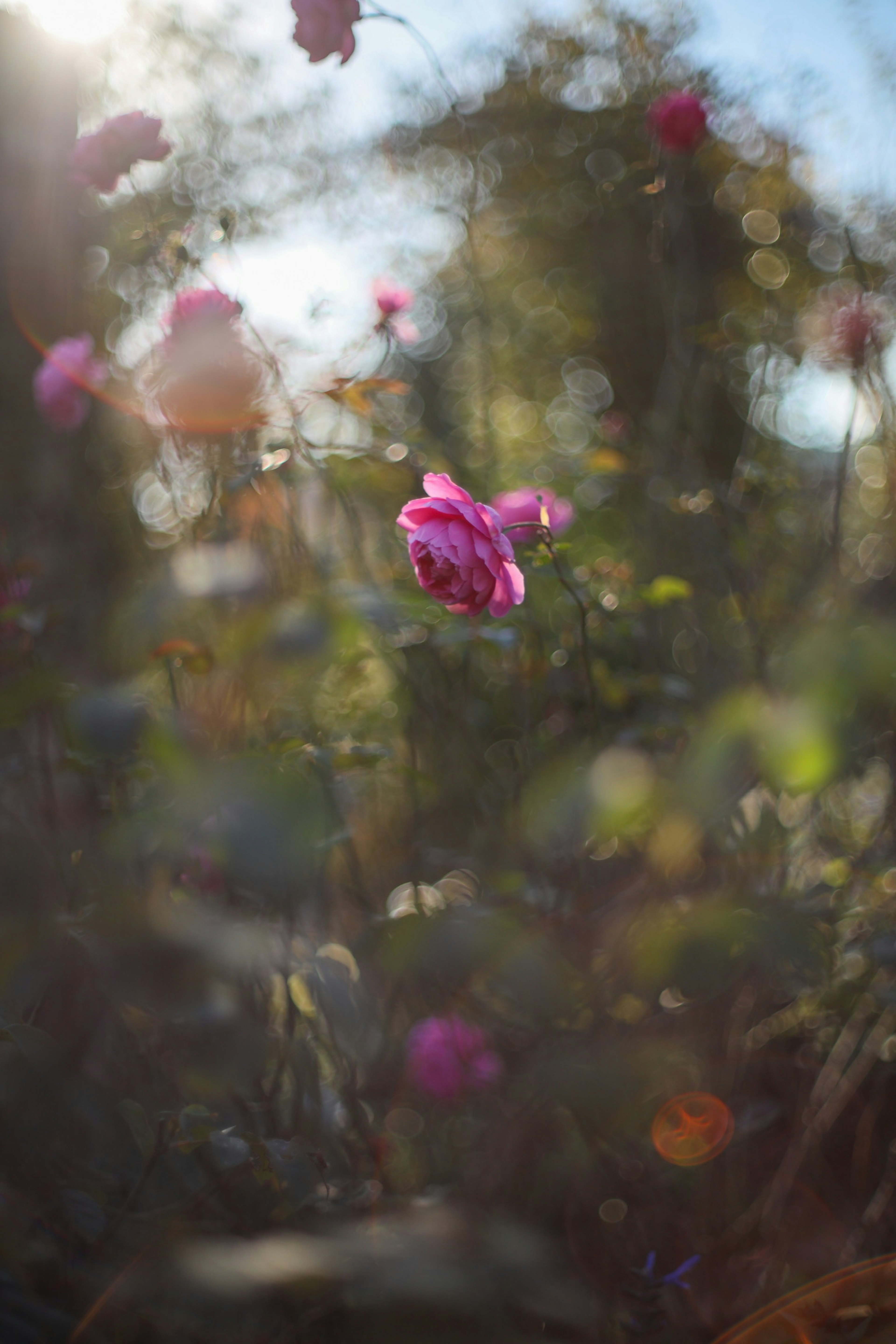 Eine rosa Blume blüht in einem Garten mit verschwommenem grünem Laub im Hintergrund