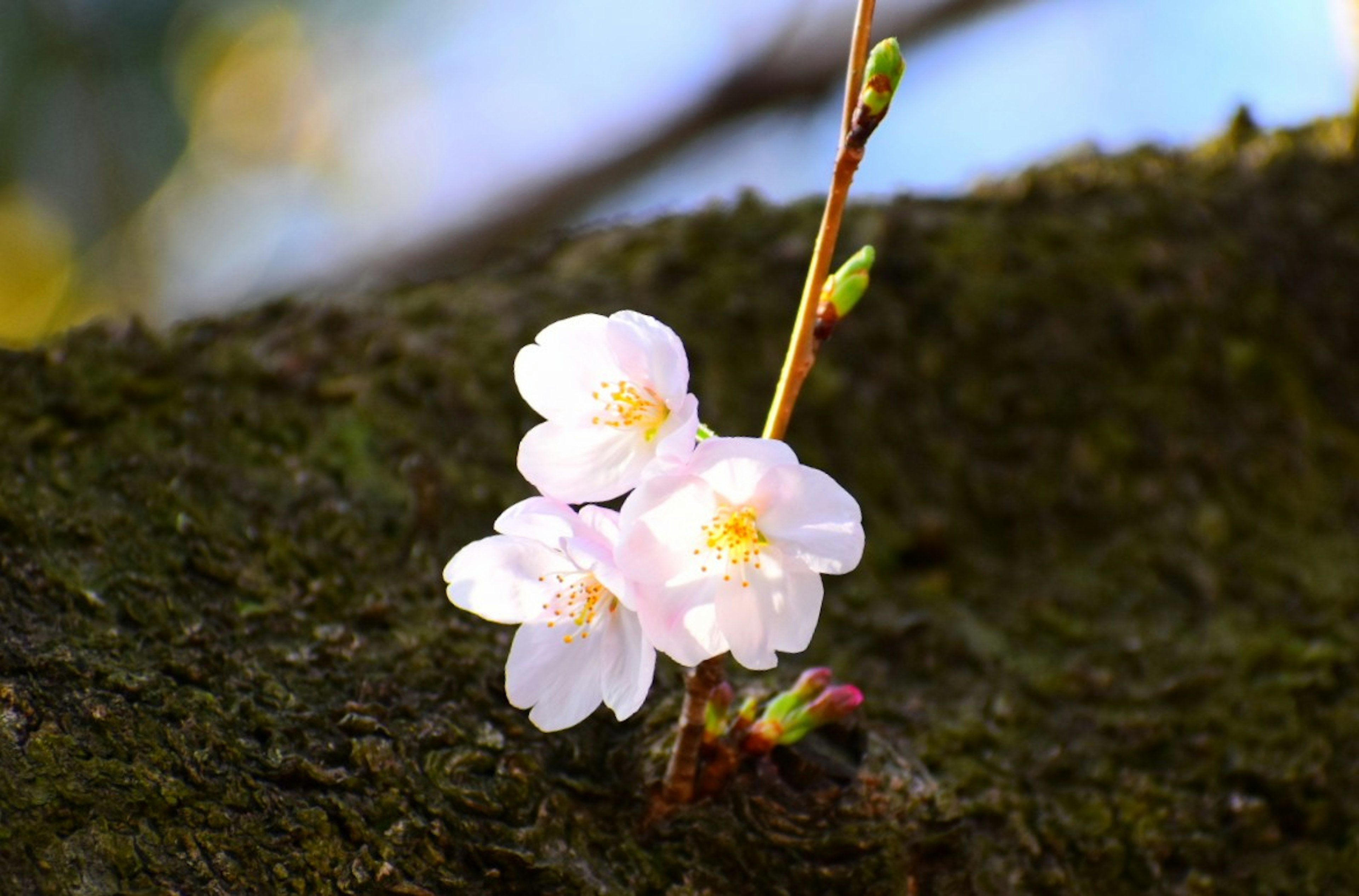 Cherry blossoms blooming on a tree trunk