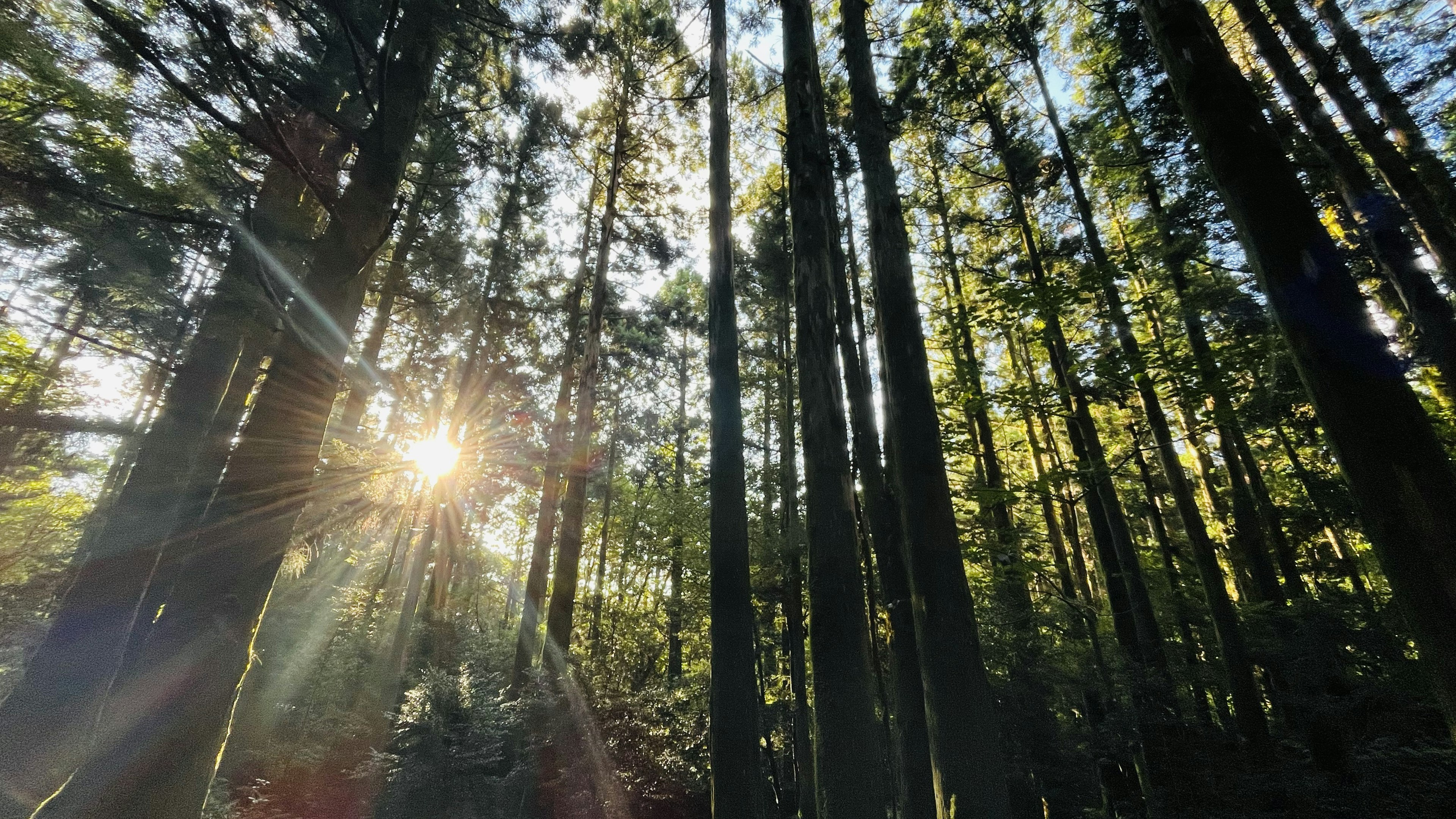 Beautiful forest scene with sunlight filtering through tall trees