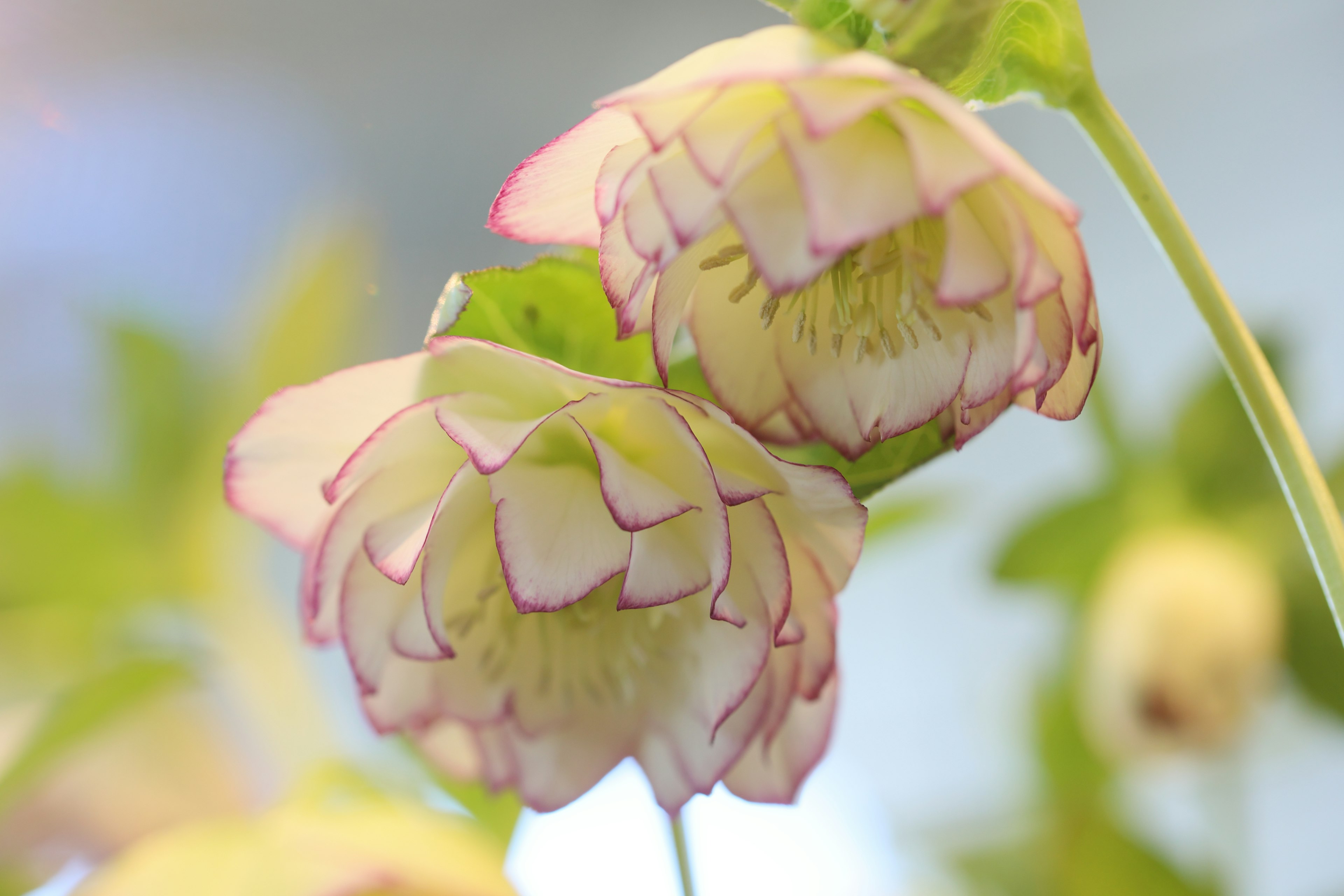 Acercamiento de flores con pétalos rosa suave