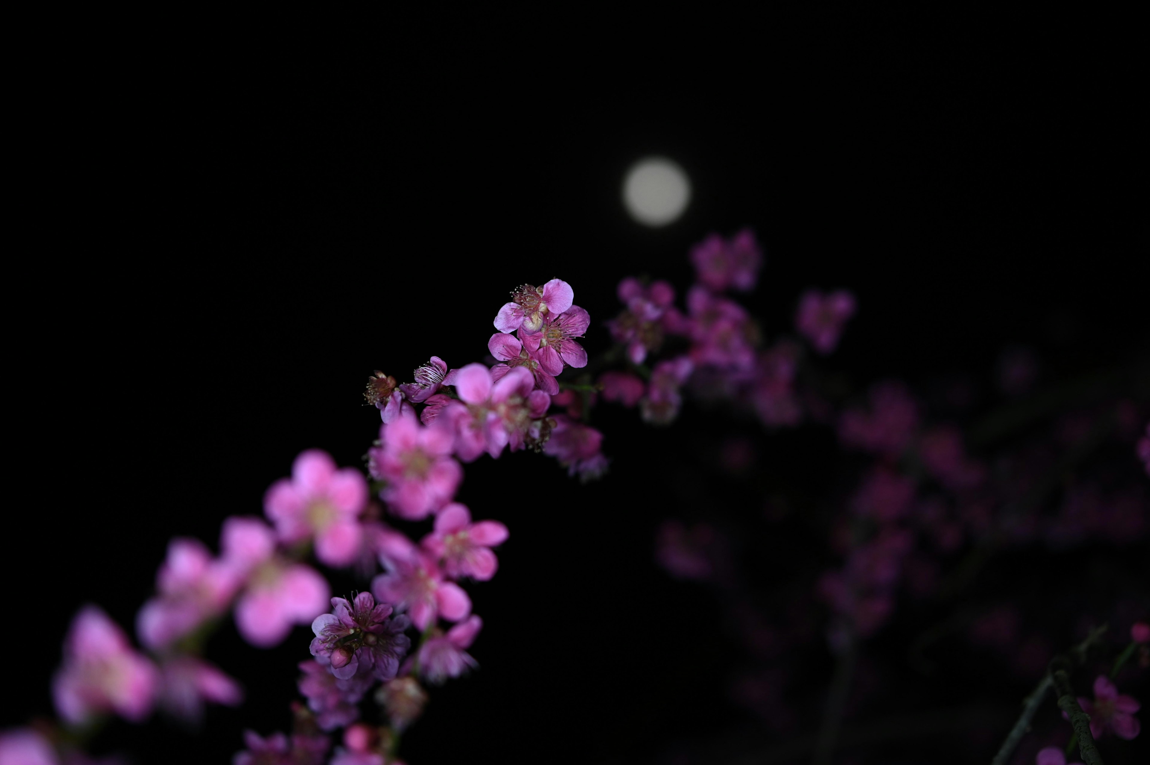 Ein Zweig mit rosa Blumen vor einem leuchtenden Mond im Hintergrund