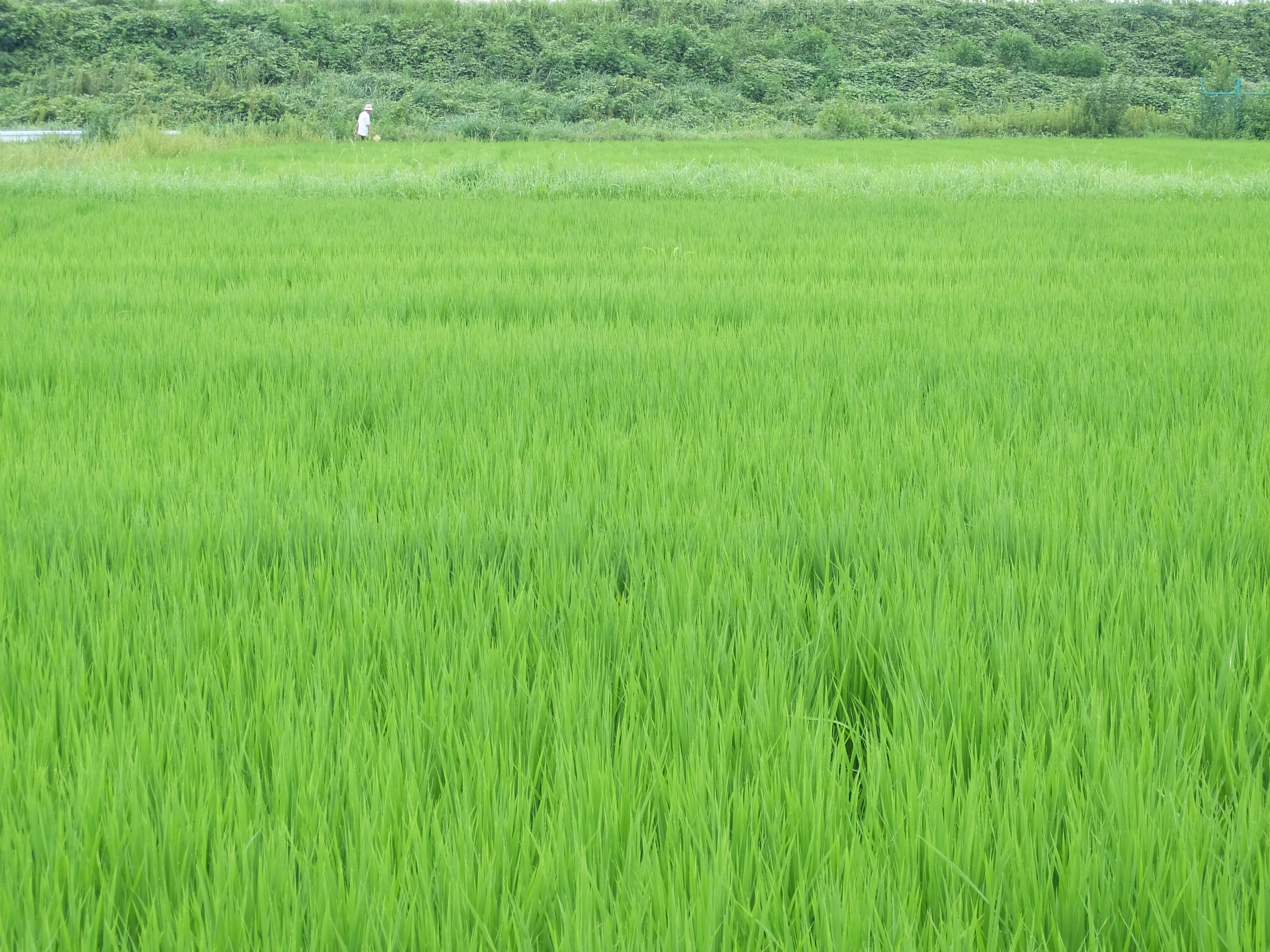 緑色の稲が広がる田んぼの風景