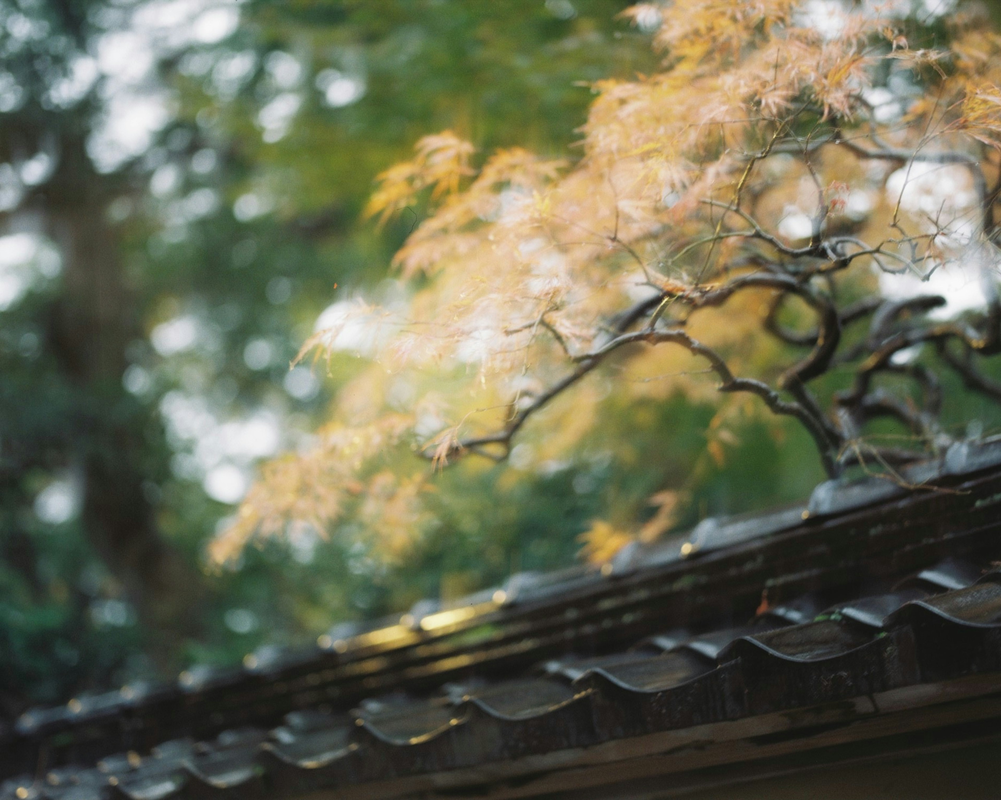 Autumn leaves on a roof with a blurred green background