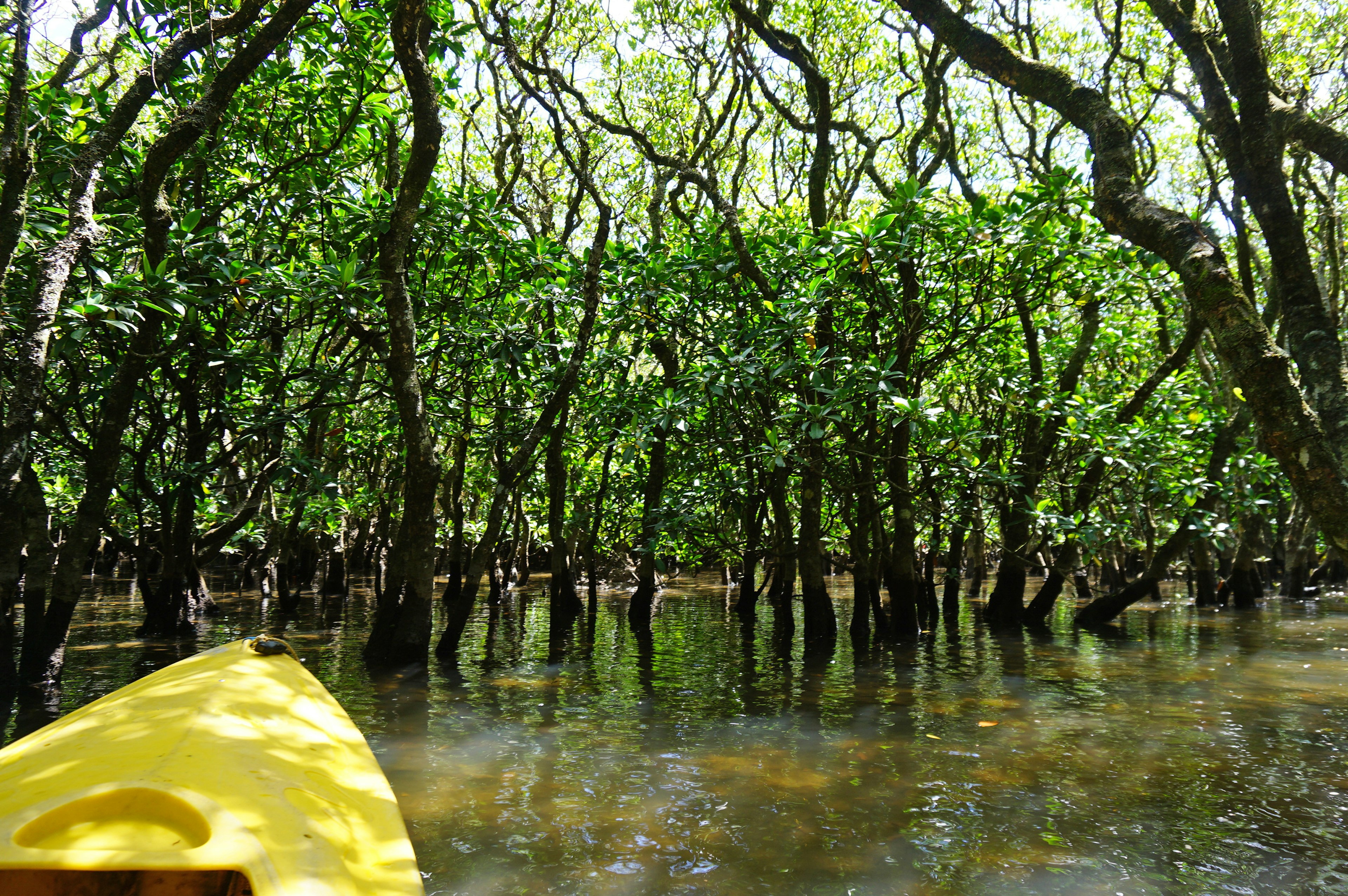 ทิวทัศน์ของป่าชายเลนที่มีเรือคายัคสีเหลืองอยู่บนผิวน้ำ