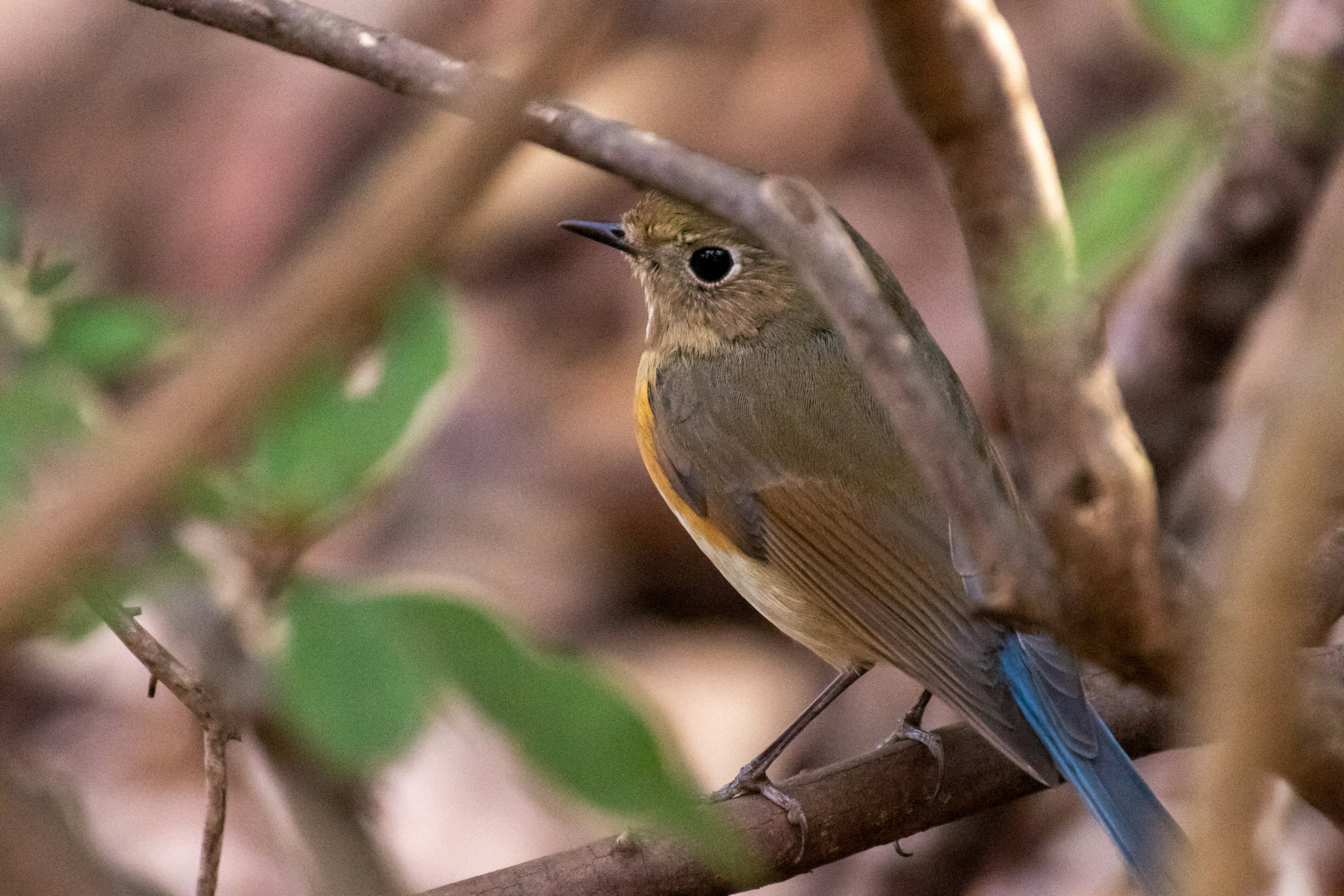 Ein kleiner Vogel mit blauen Schwanz, der sich zwischen Ästen versteckt