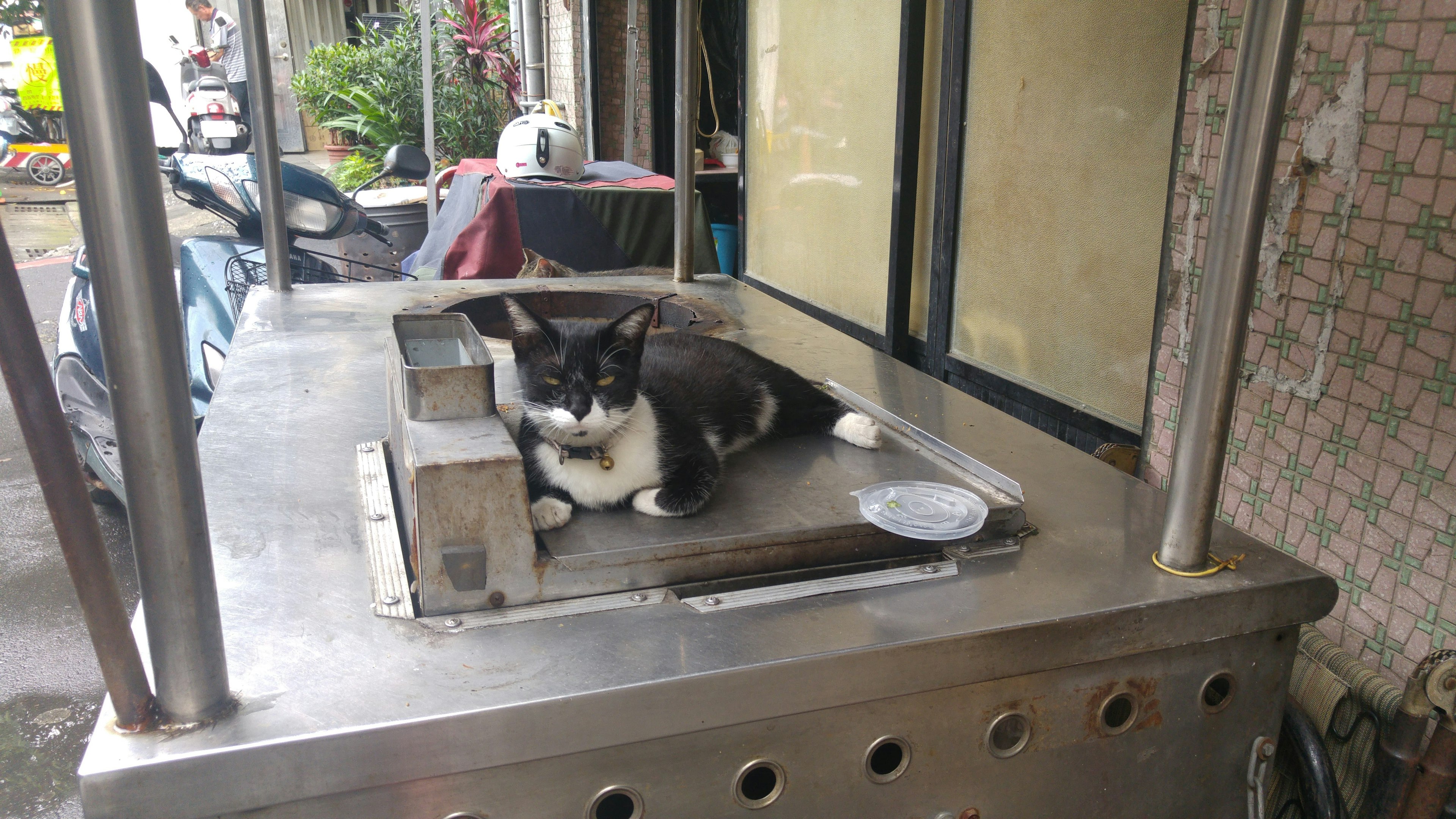 A cat lounging on a food stall countertop