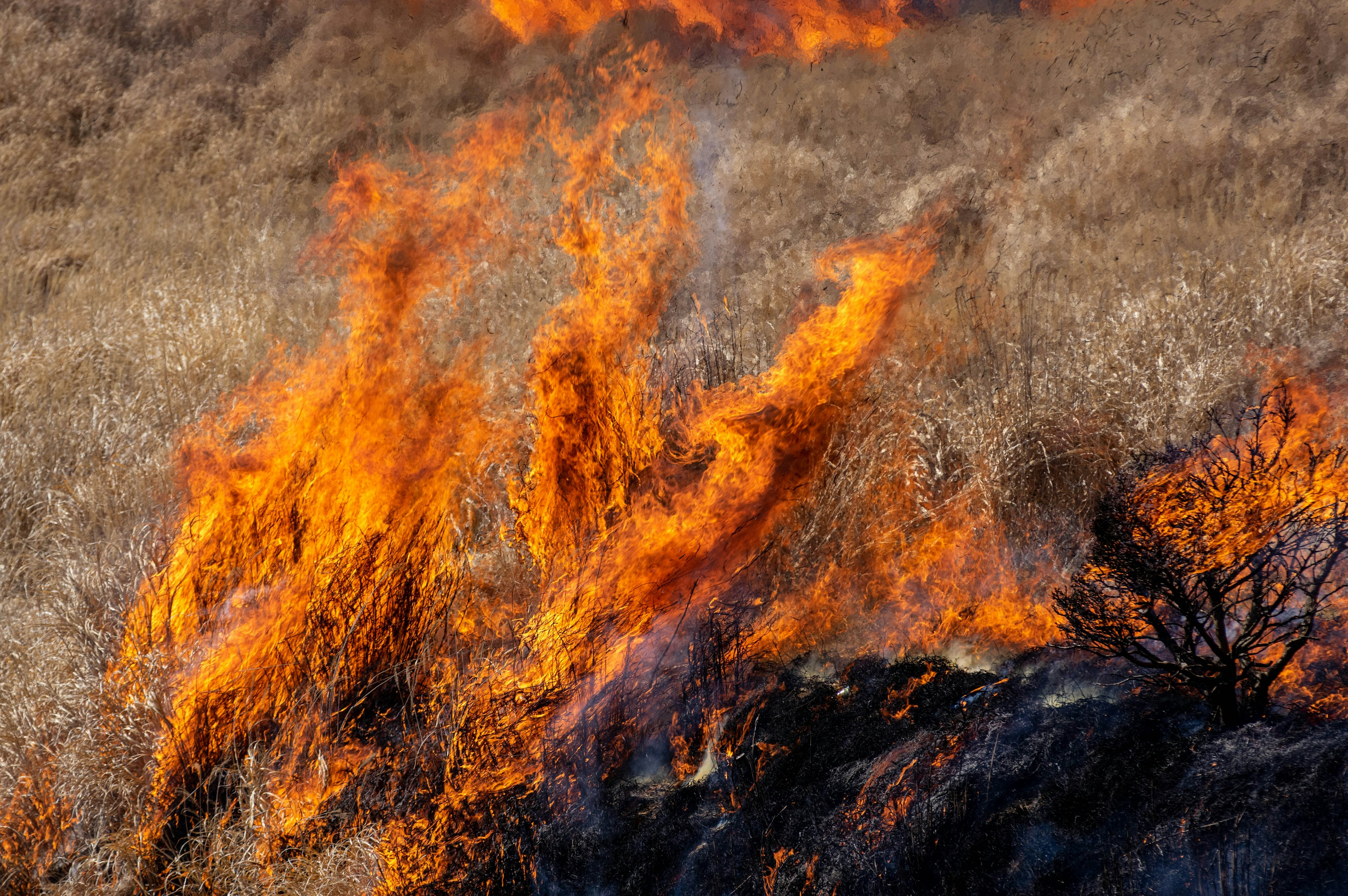 Flammes s'élevant dans un paysage herbeux