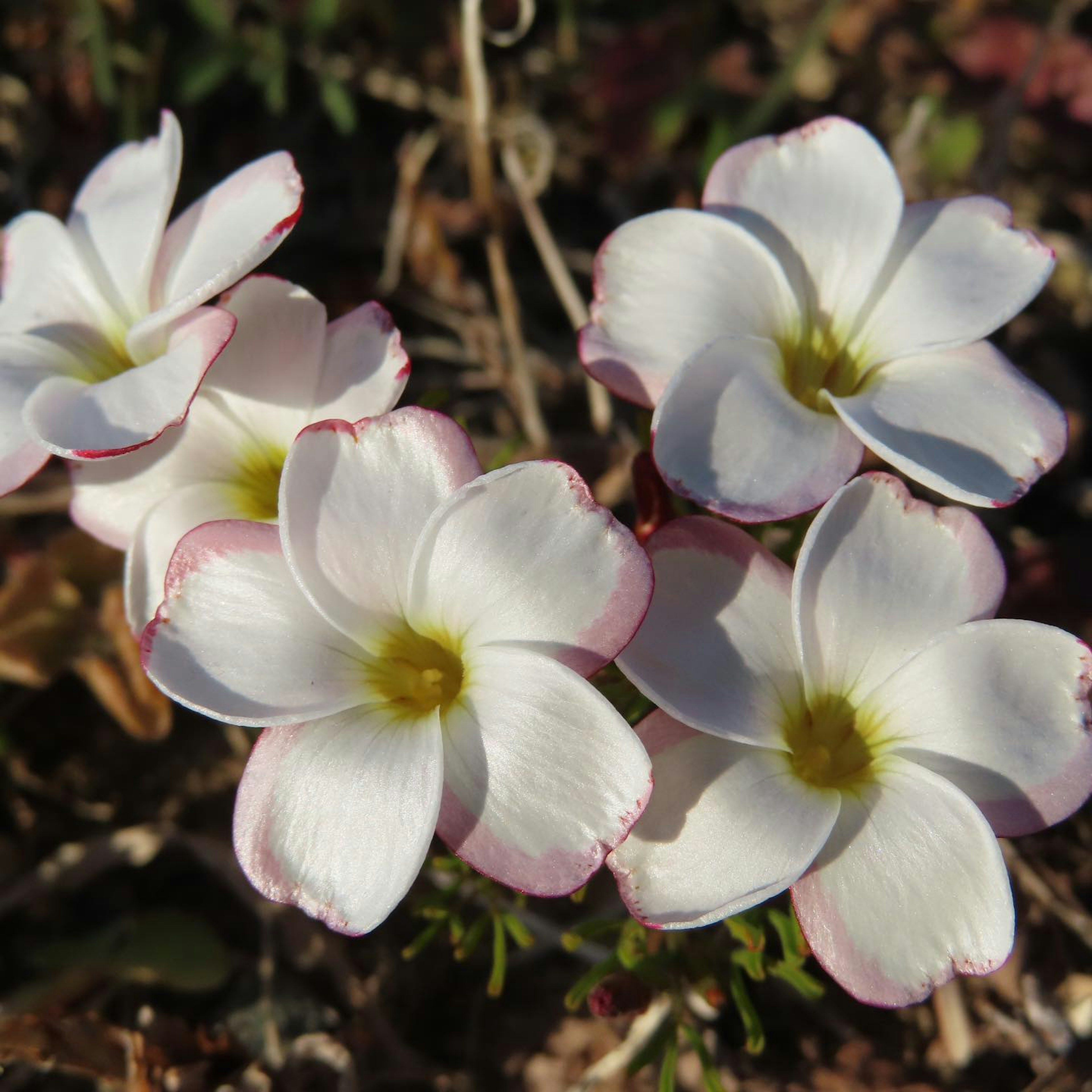 Groupe de petites fleurs blanches avec des bords roses et des centres jaunes