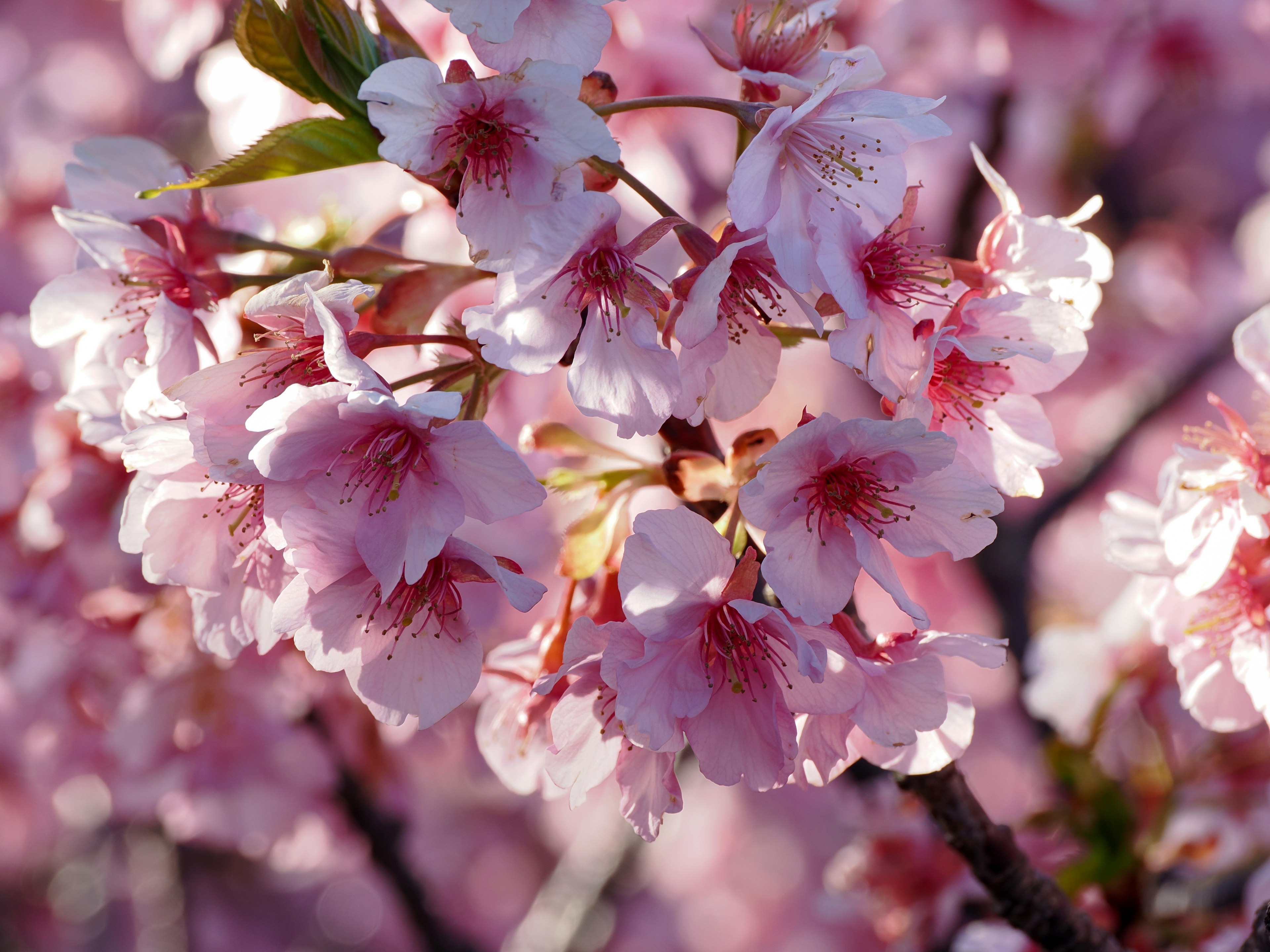 Fiori di ciliegio in piena fioritura con petali rosa delicati