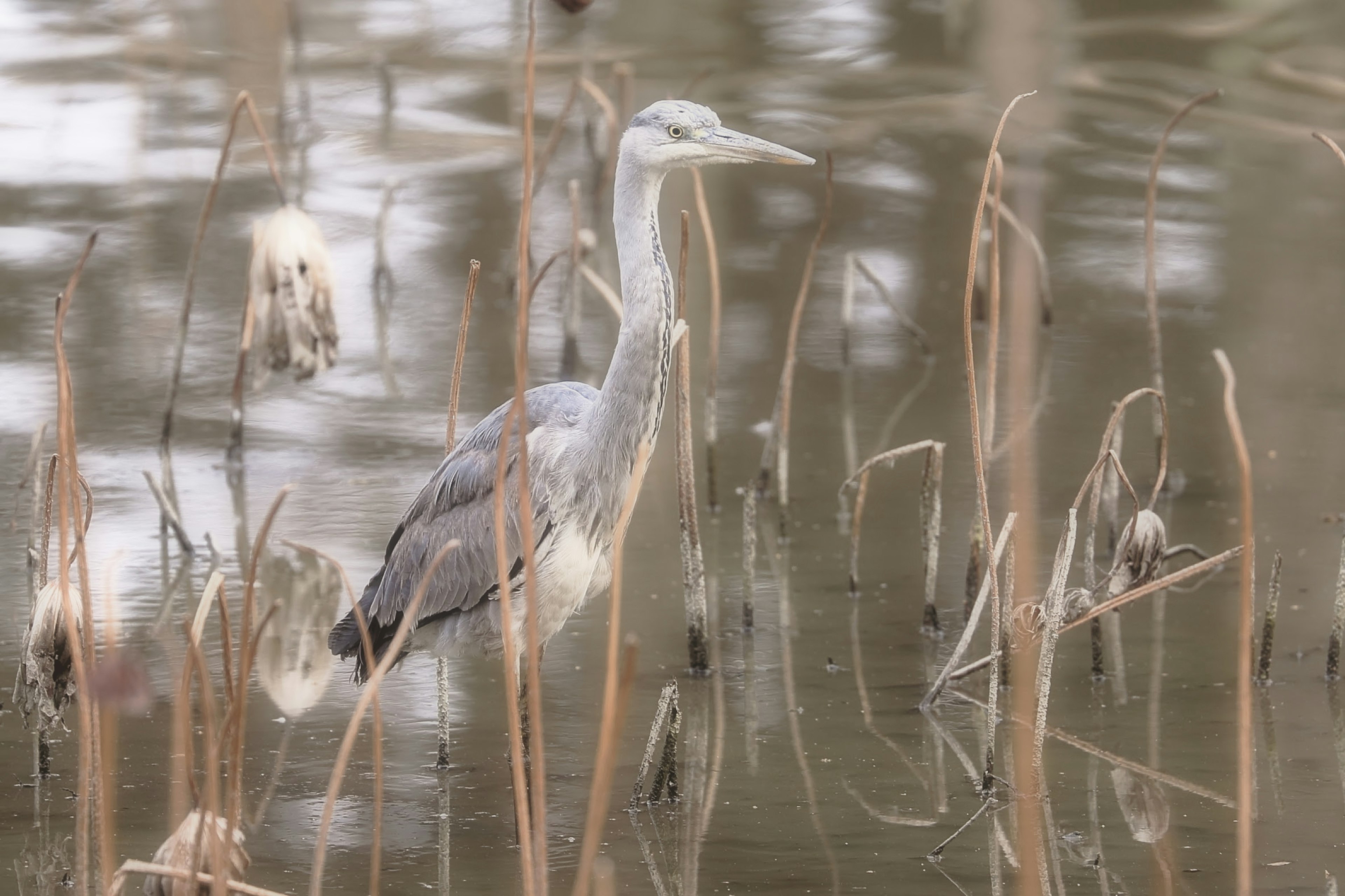 A blue heron standing among reeds by the water