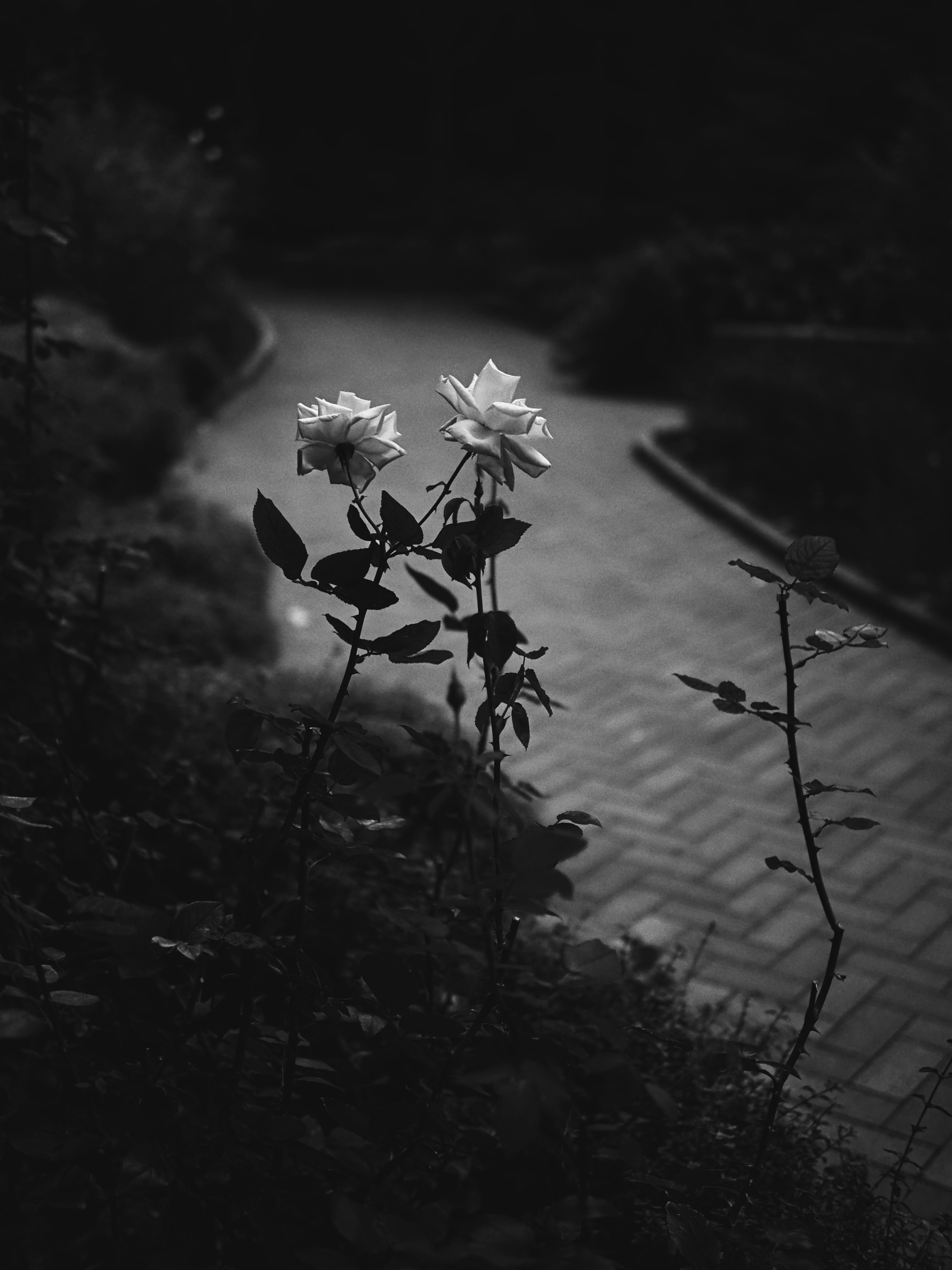 Weiße Rosen heben sich vor einem dunklen Hintergrund ab