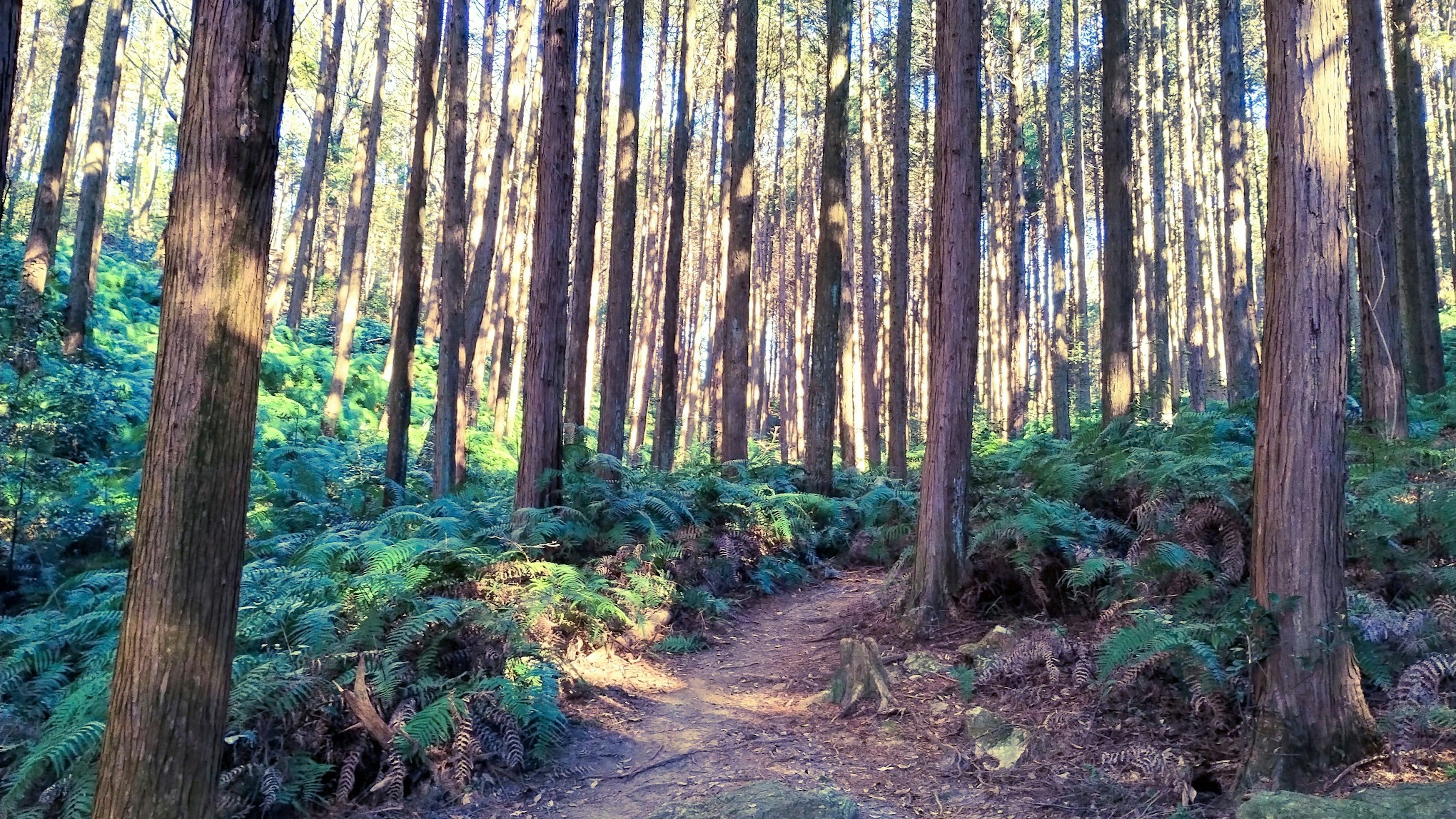 A winding path in a lush forest with tall trees and ferns