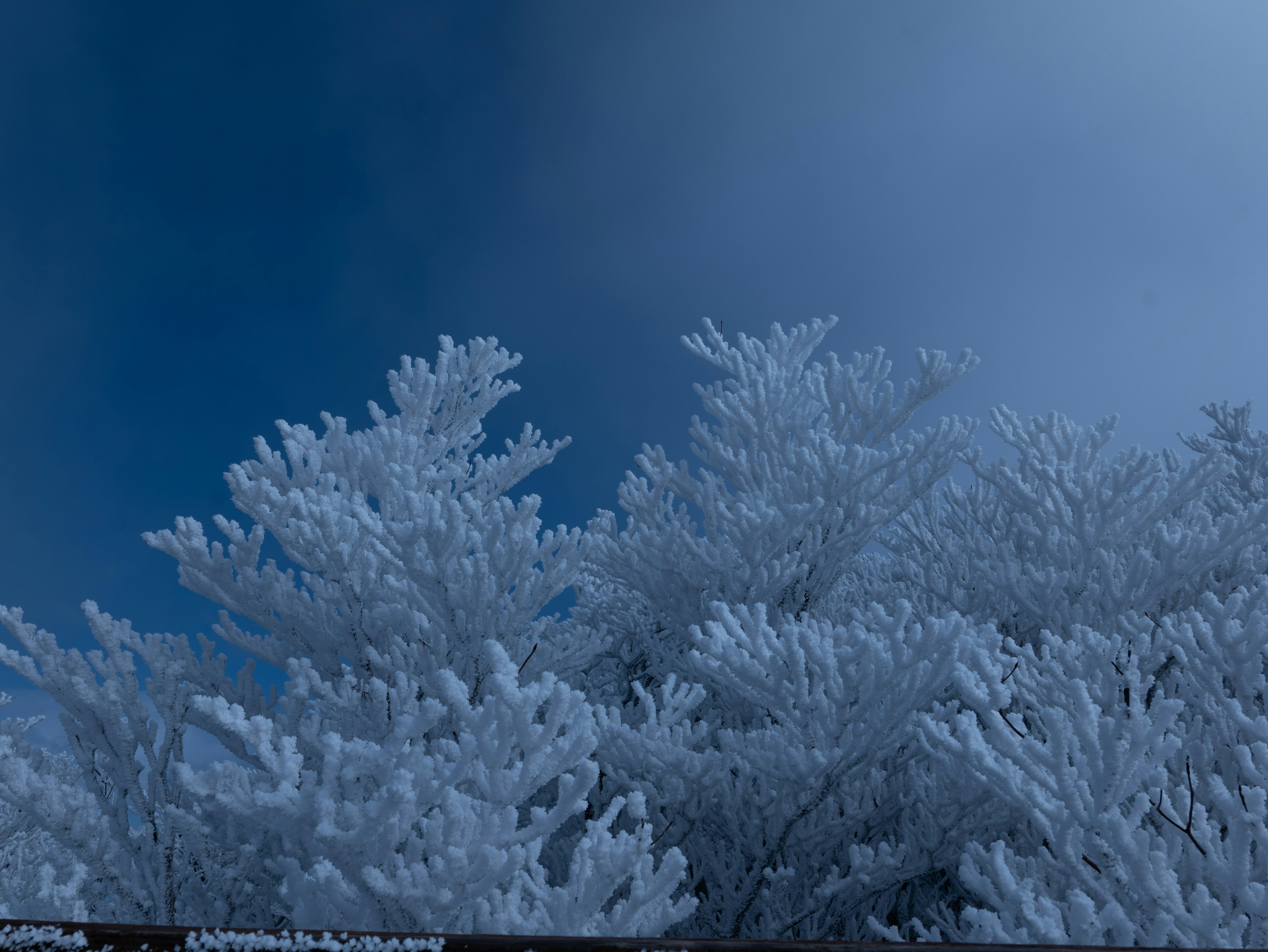 Rami di alberi coperti di brina contro un cielo blu
