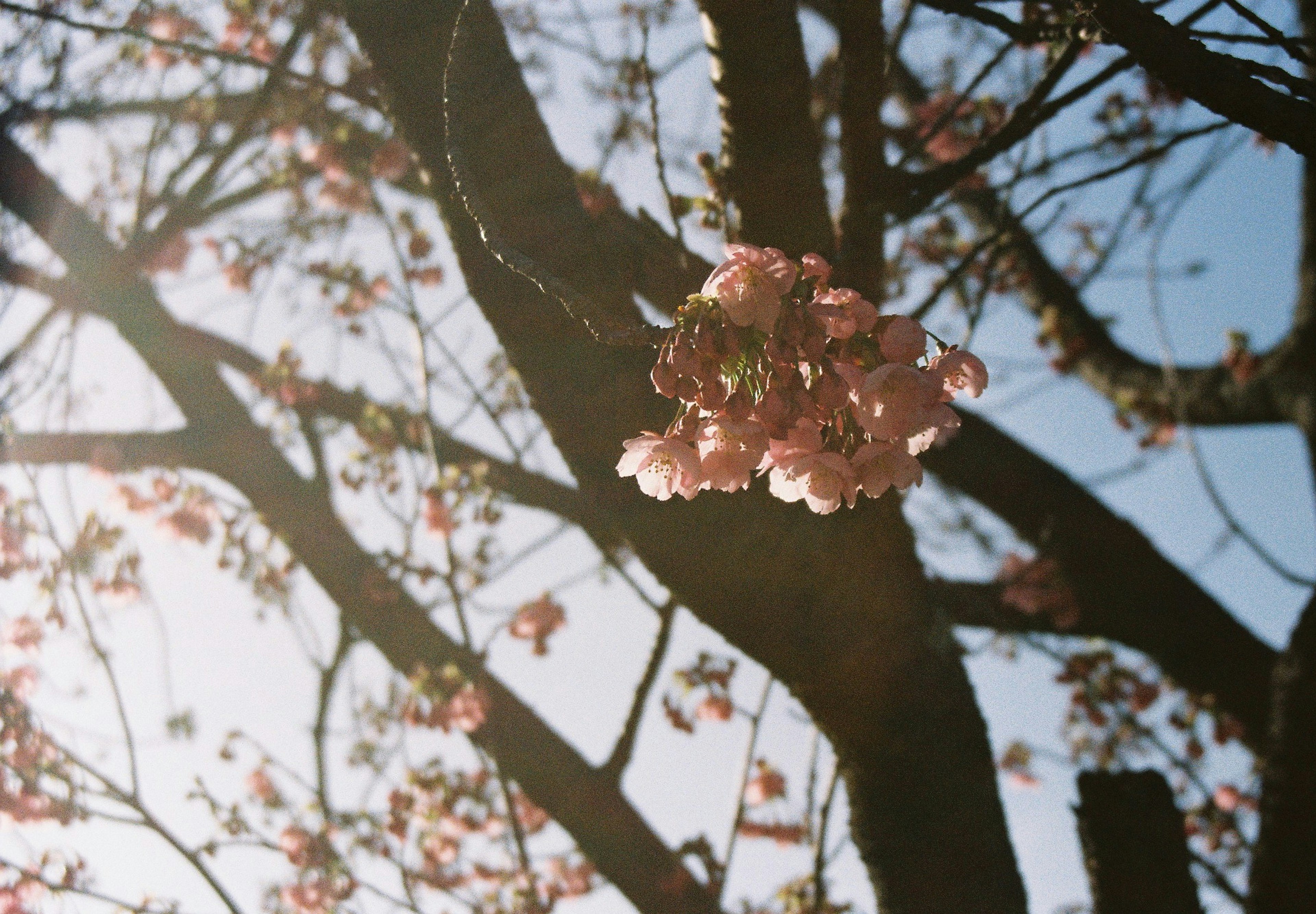 Kirschblüten blühen vor einem klaren blauen Himmel