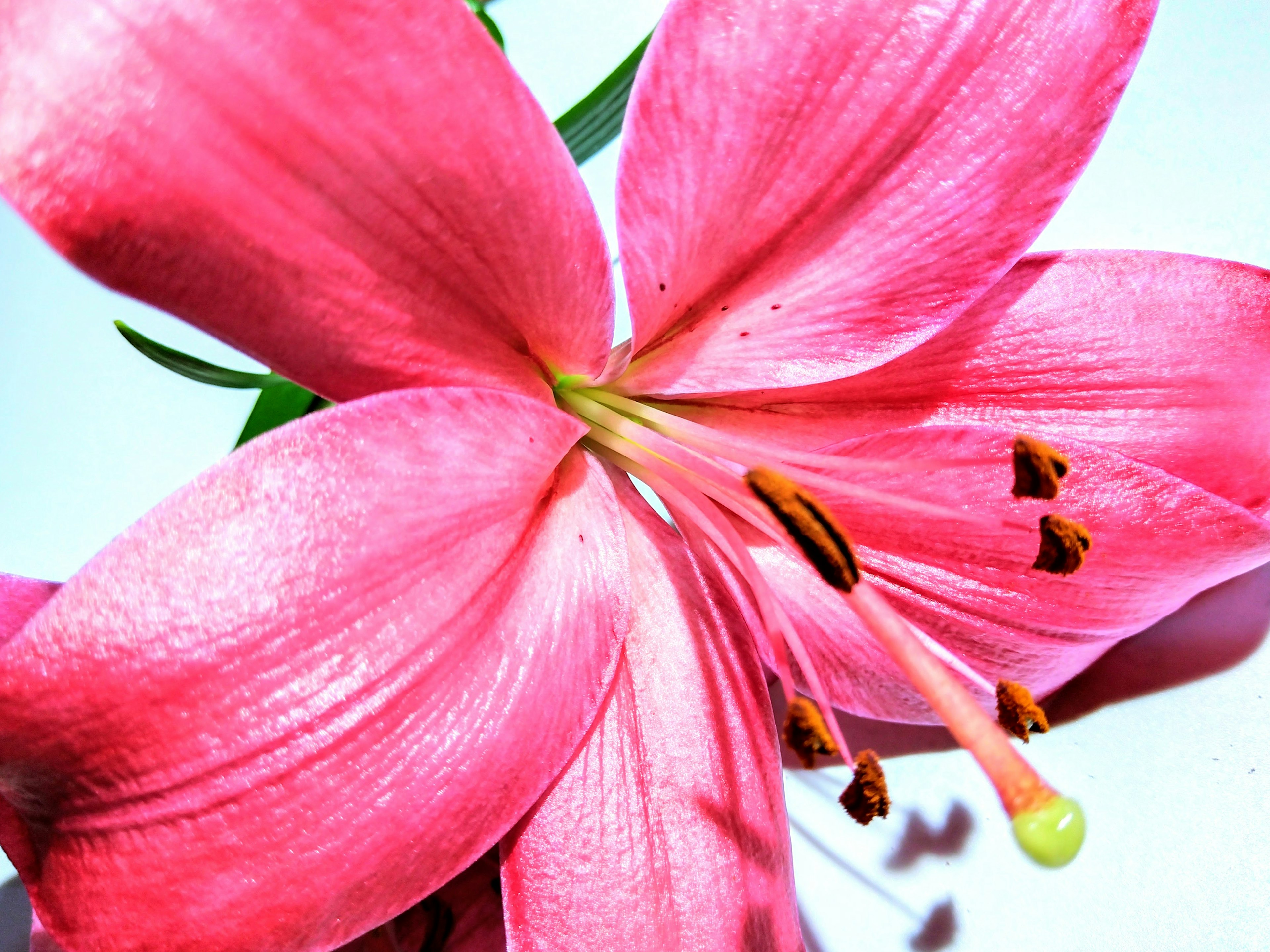 Close-up image of a vibrant pink lily flower