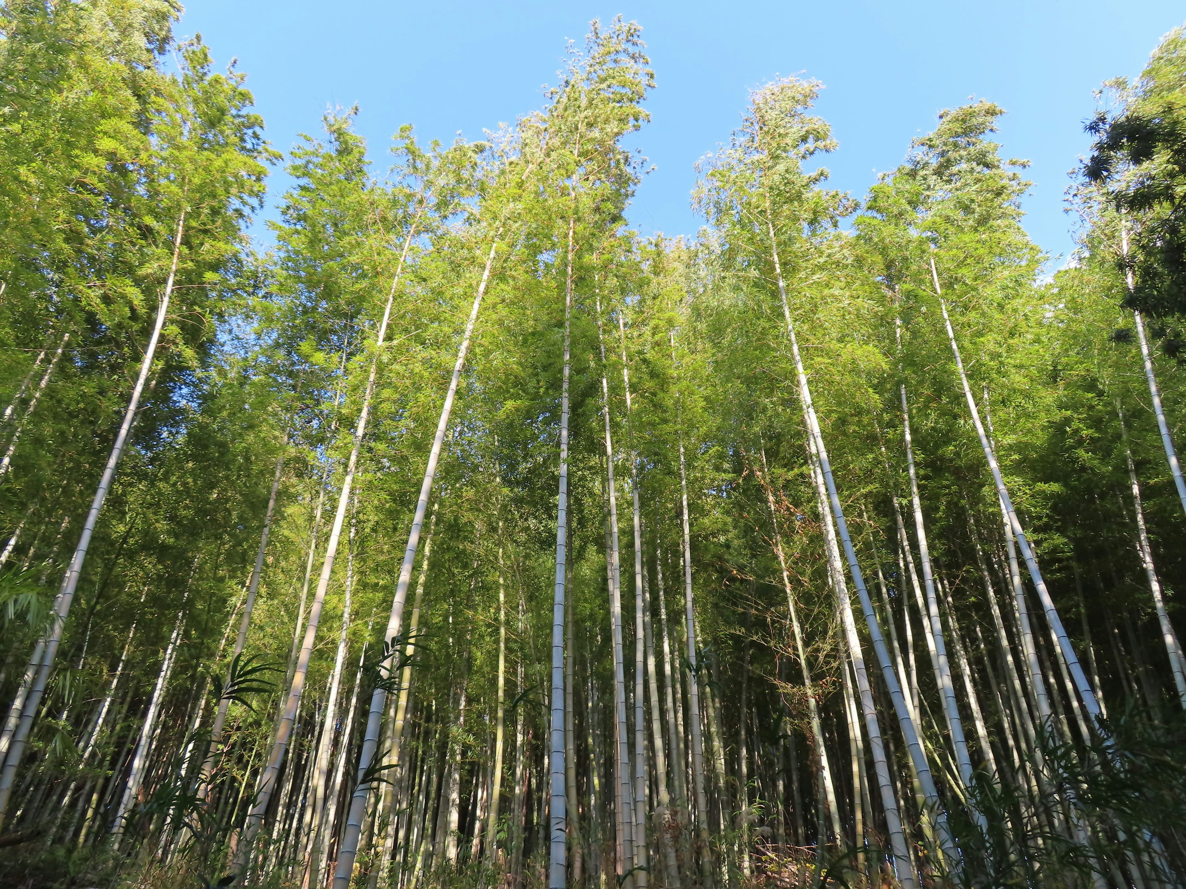 Vista hacia arriba de un bosque de bambú bajo un cielo azul