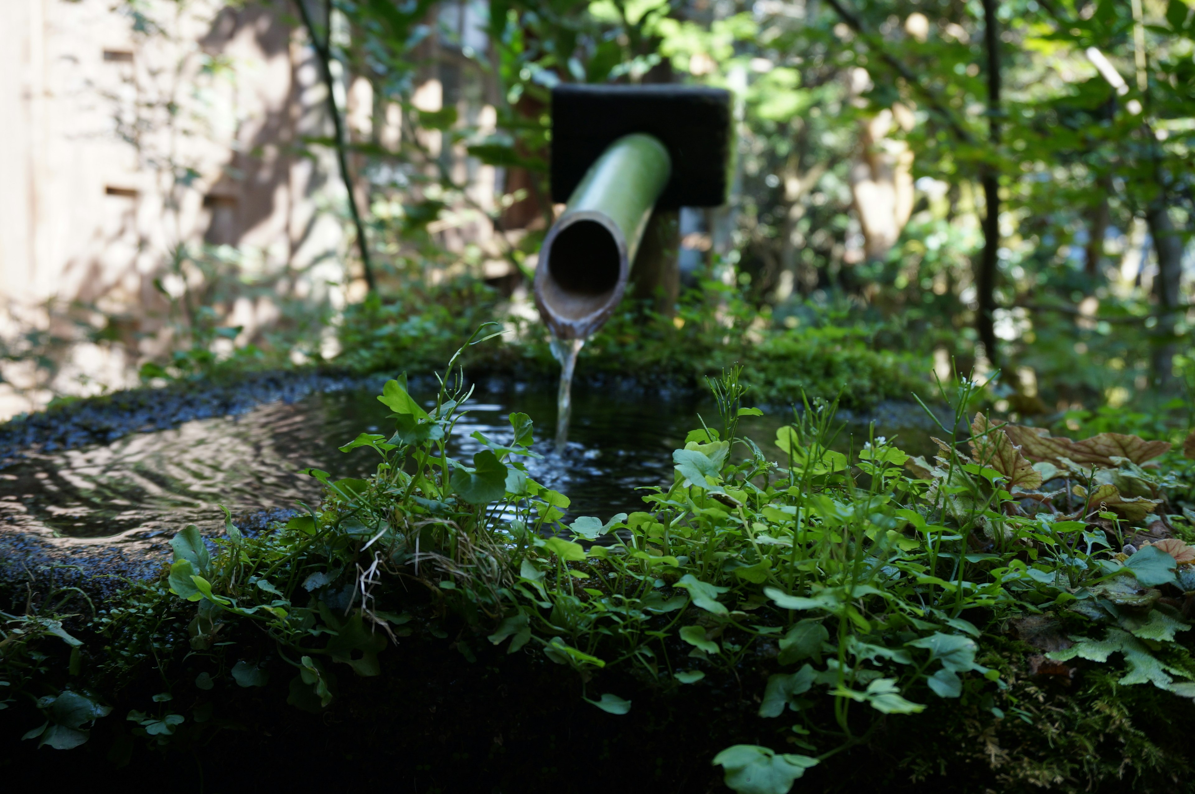 Goulotte en bambou déversant de l'eau dans un étang entouré de verdure luxuriante