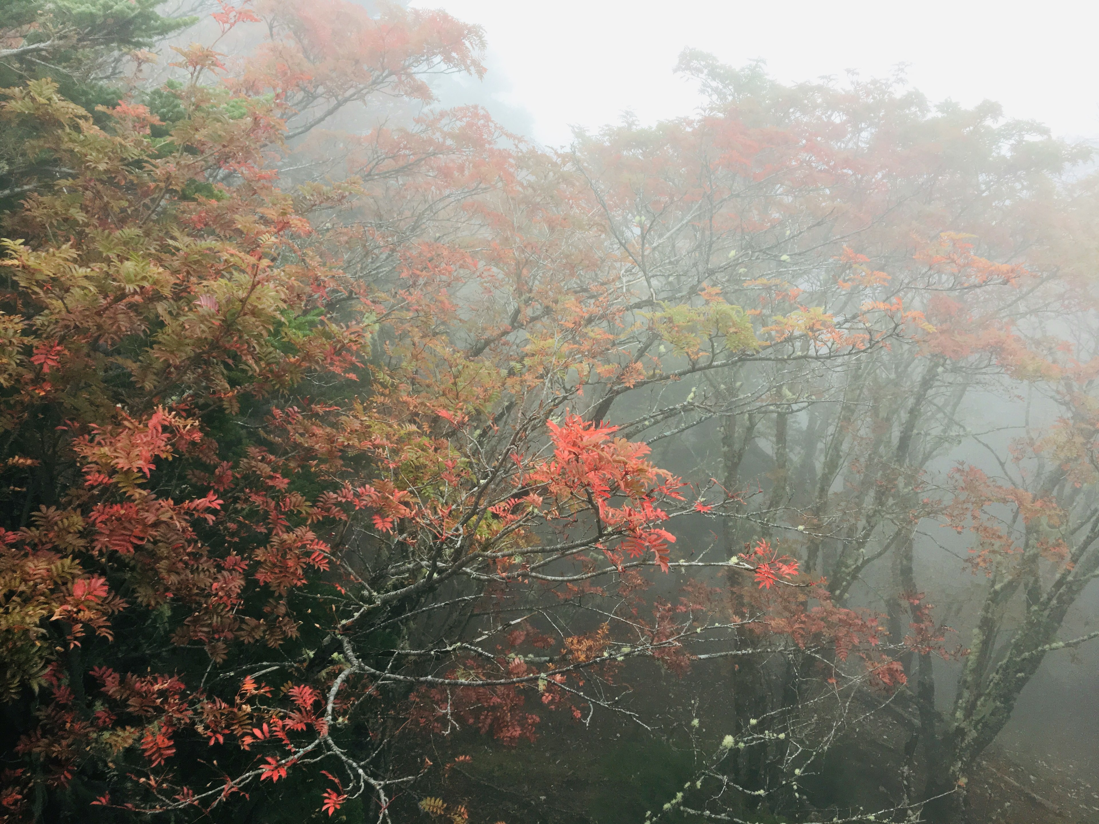 霧に包まれた秋の木々 鮮やかな赤と黄色の葉