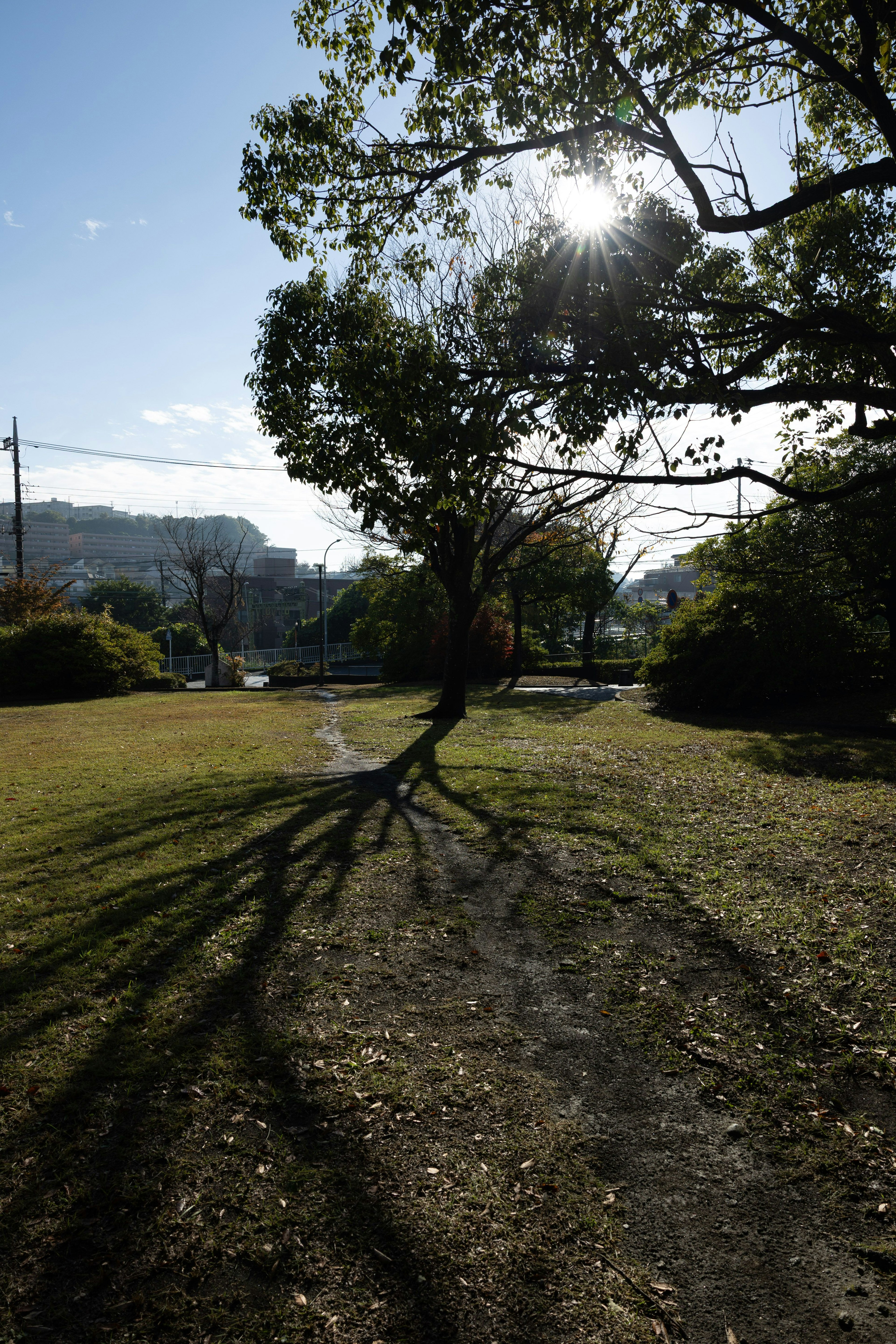 Eine Parkszene mit einem Baum, der lange Schatten unter dem Sonnenlicht wirft