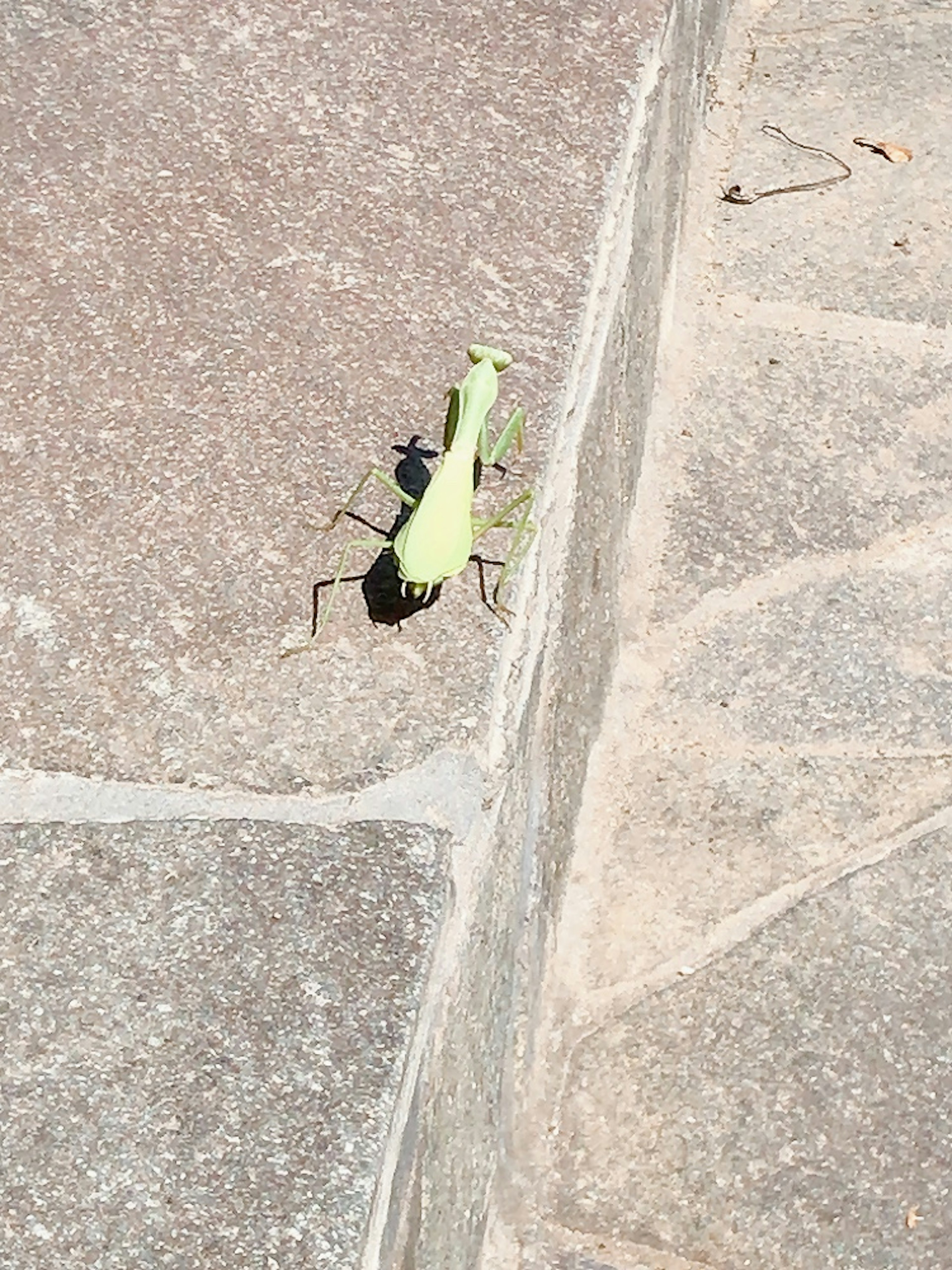 Une sauterelle verte sur un pavé en pierre