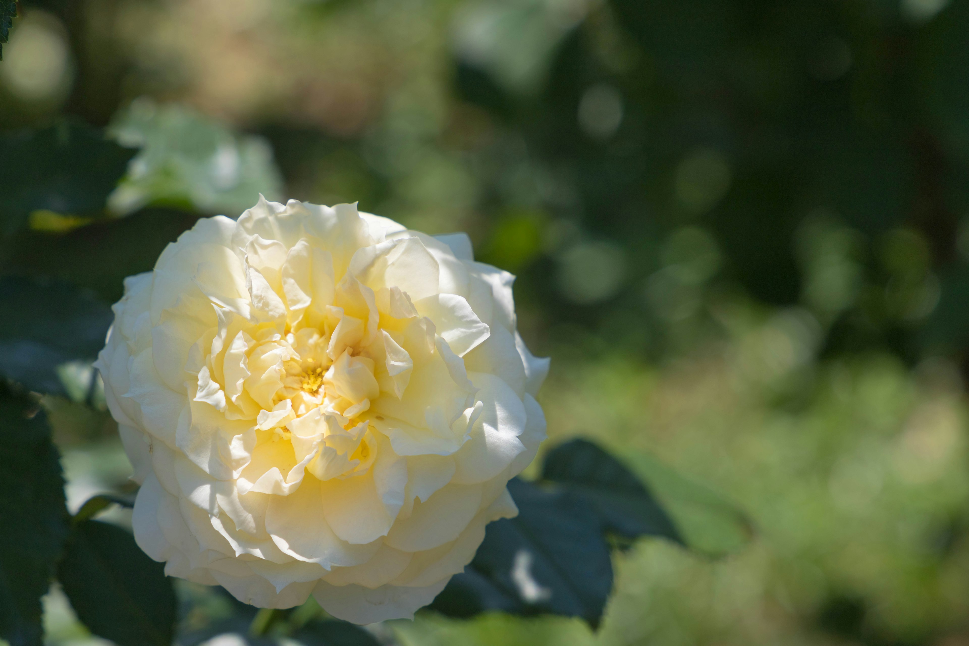 Eine blassgelbe Rose blüht zwischen grünen Blättern