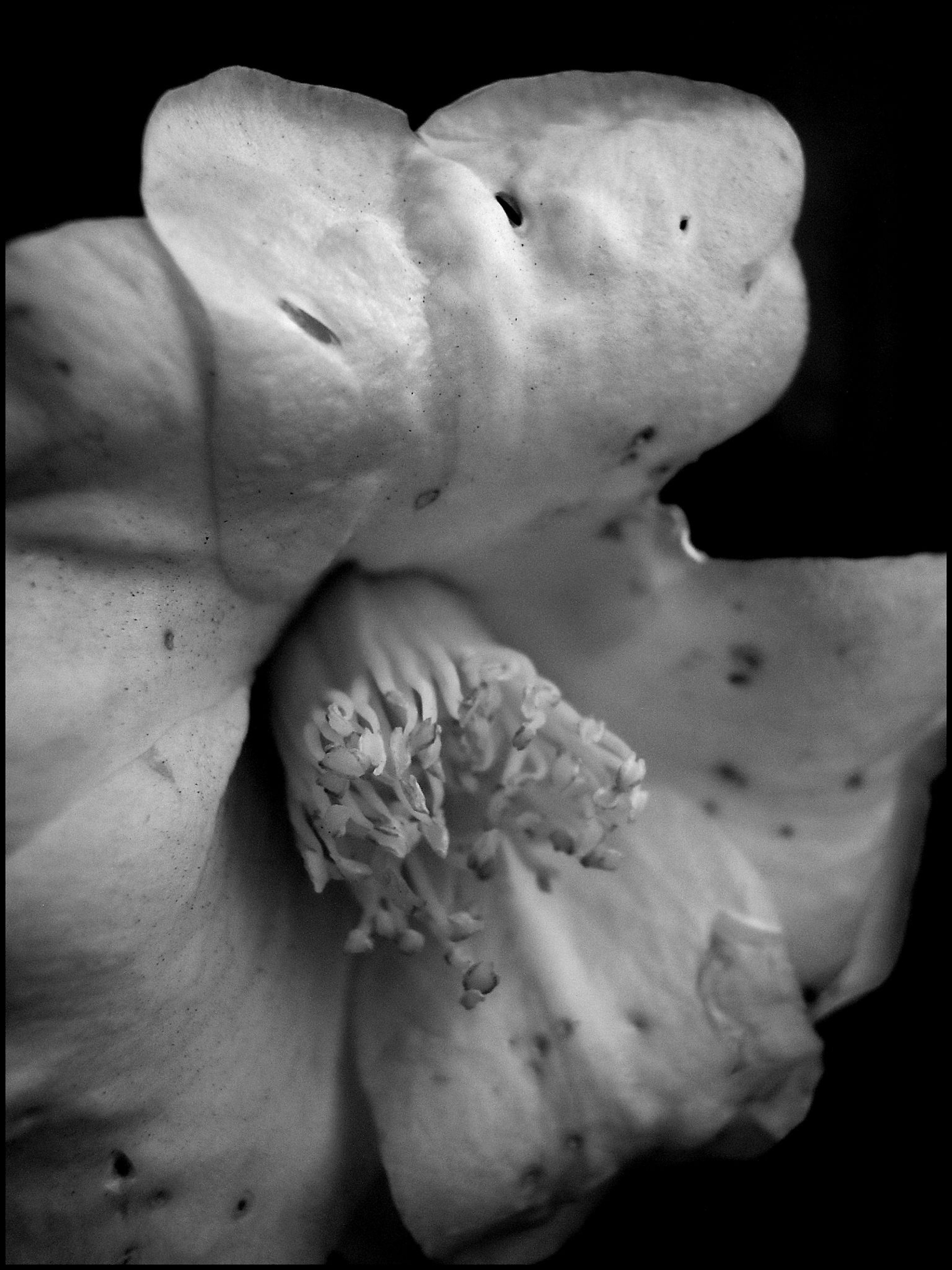 白黒の花のクローズアップ細部のディテールと質感