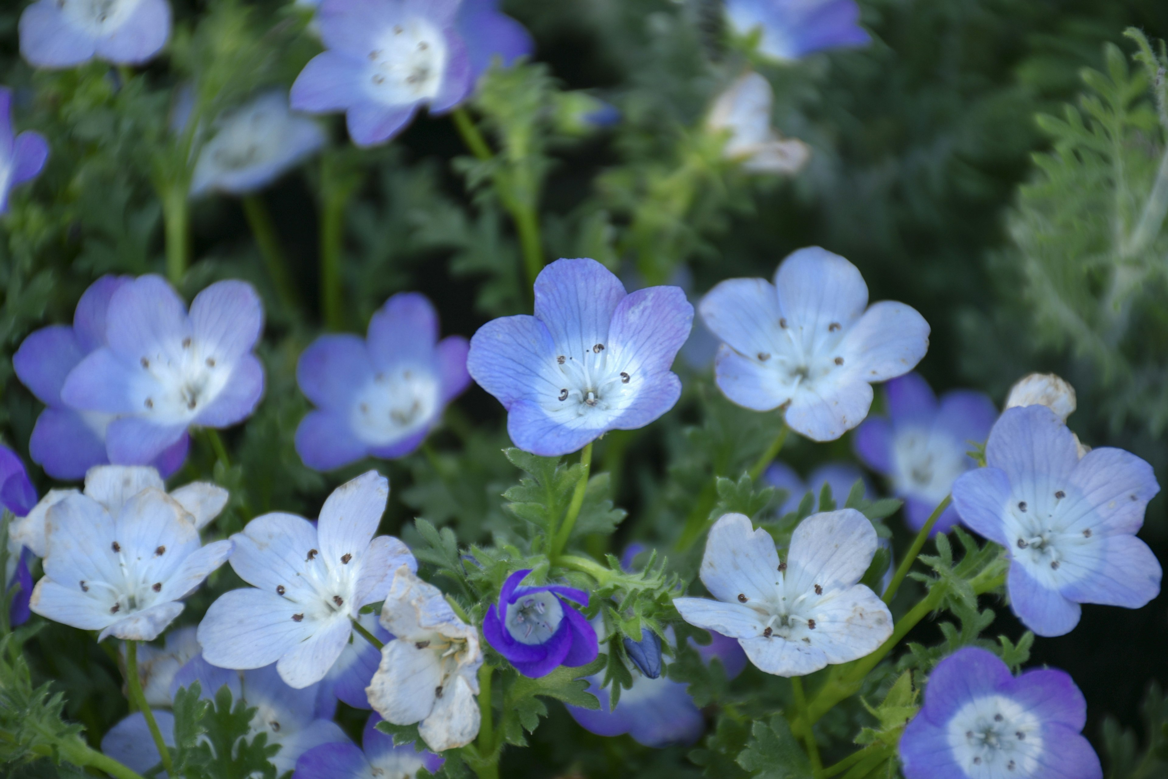 Eine Ansicht von blauen Blumen, die zwischen grünen Blättern blühen