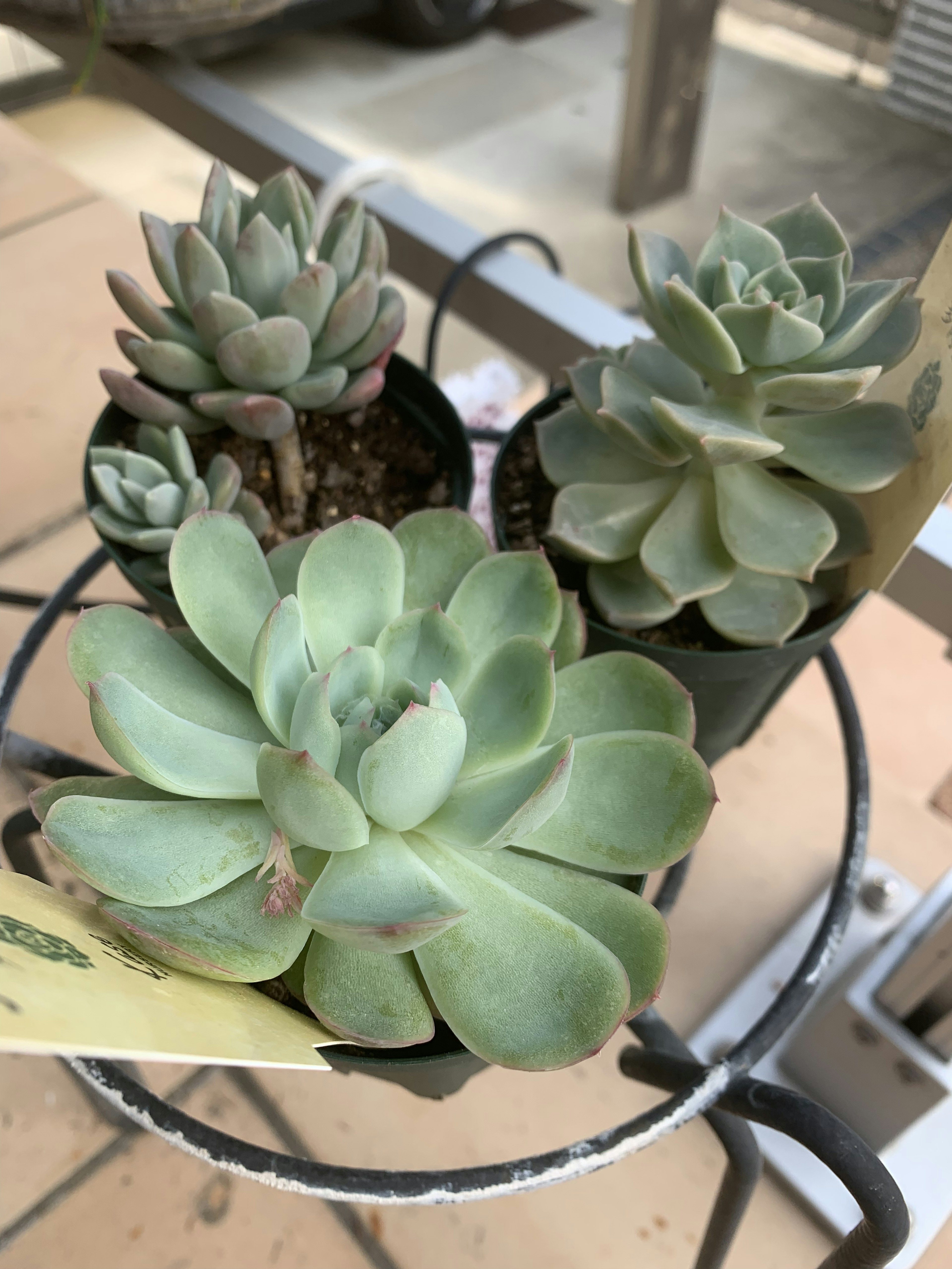 Three potted succulents arranged on a metal stand